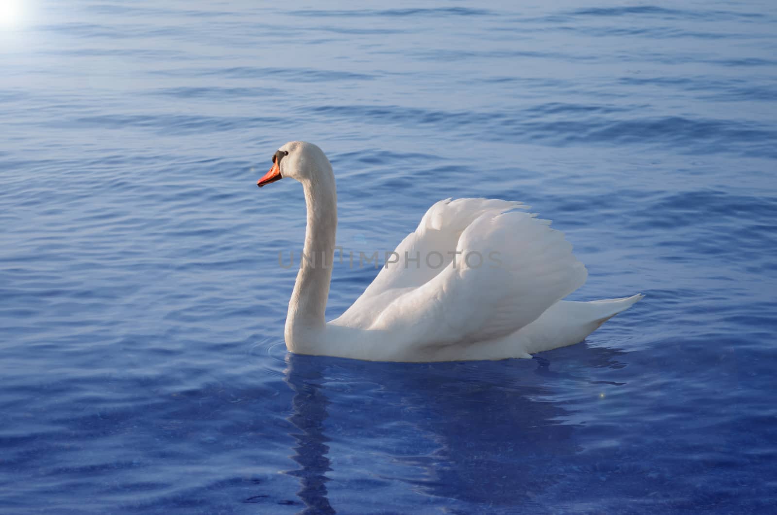 A beautiful white swan floats in the sea