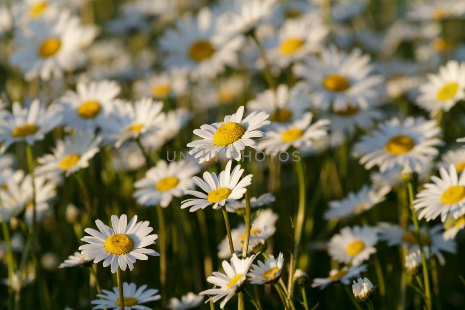 field daisy closeup by fogen