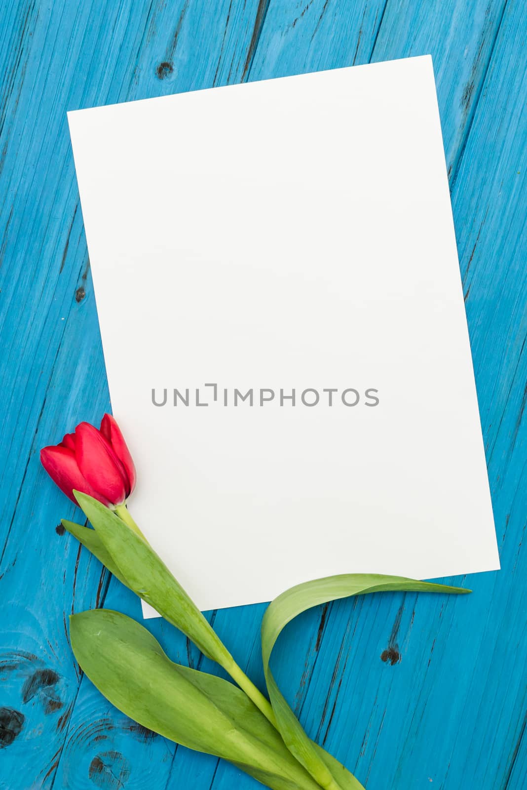 one red tulip and sheet of paper for your greetings on the background of blue wooden board