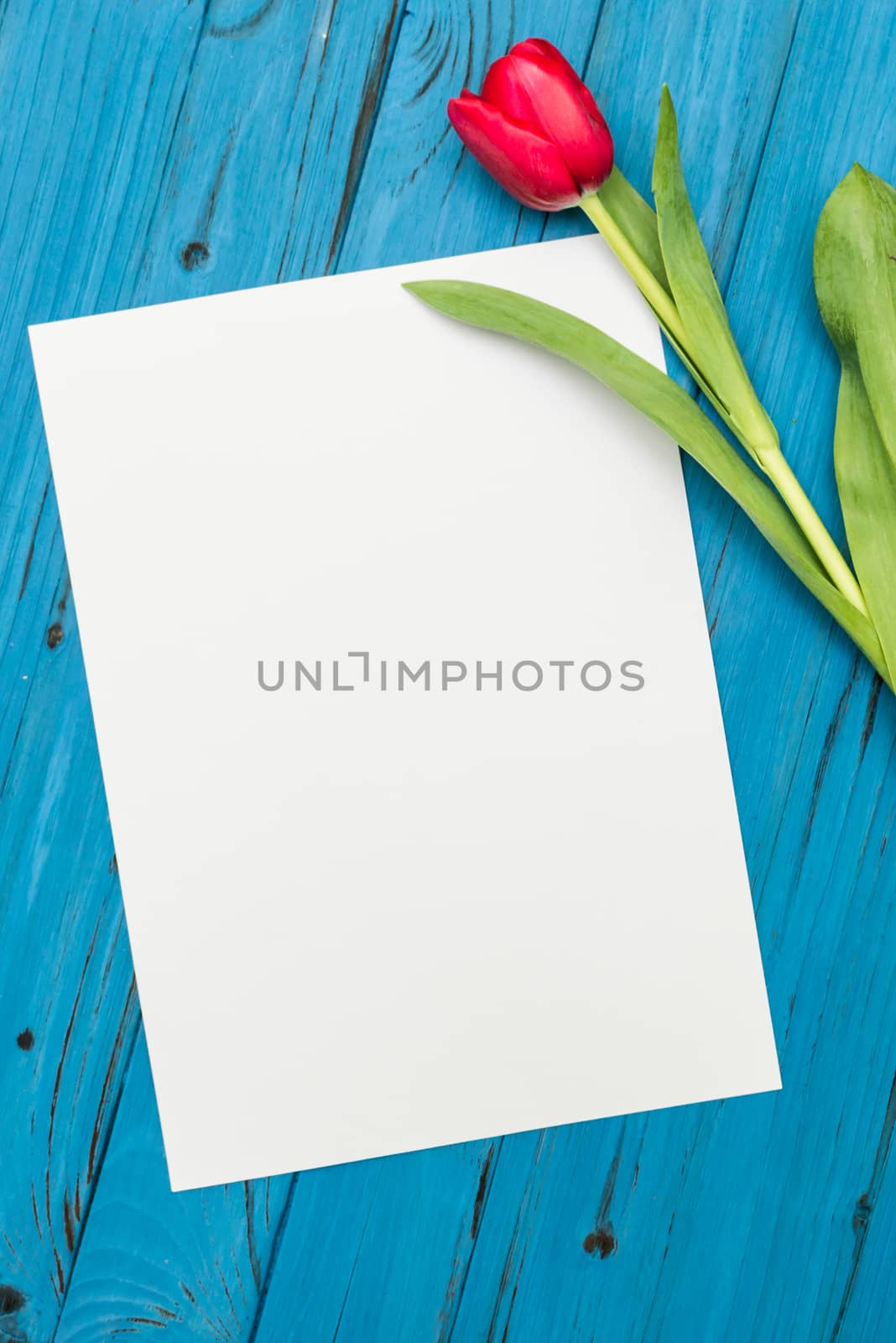 one red tulip and sheet of paper for your greetings on the background of blue wooden board