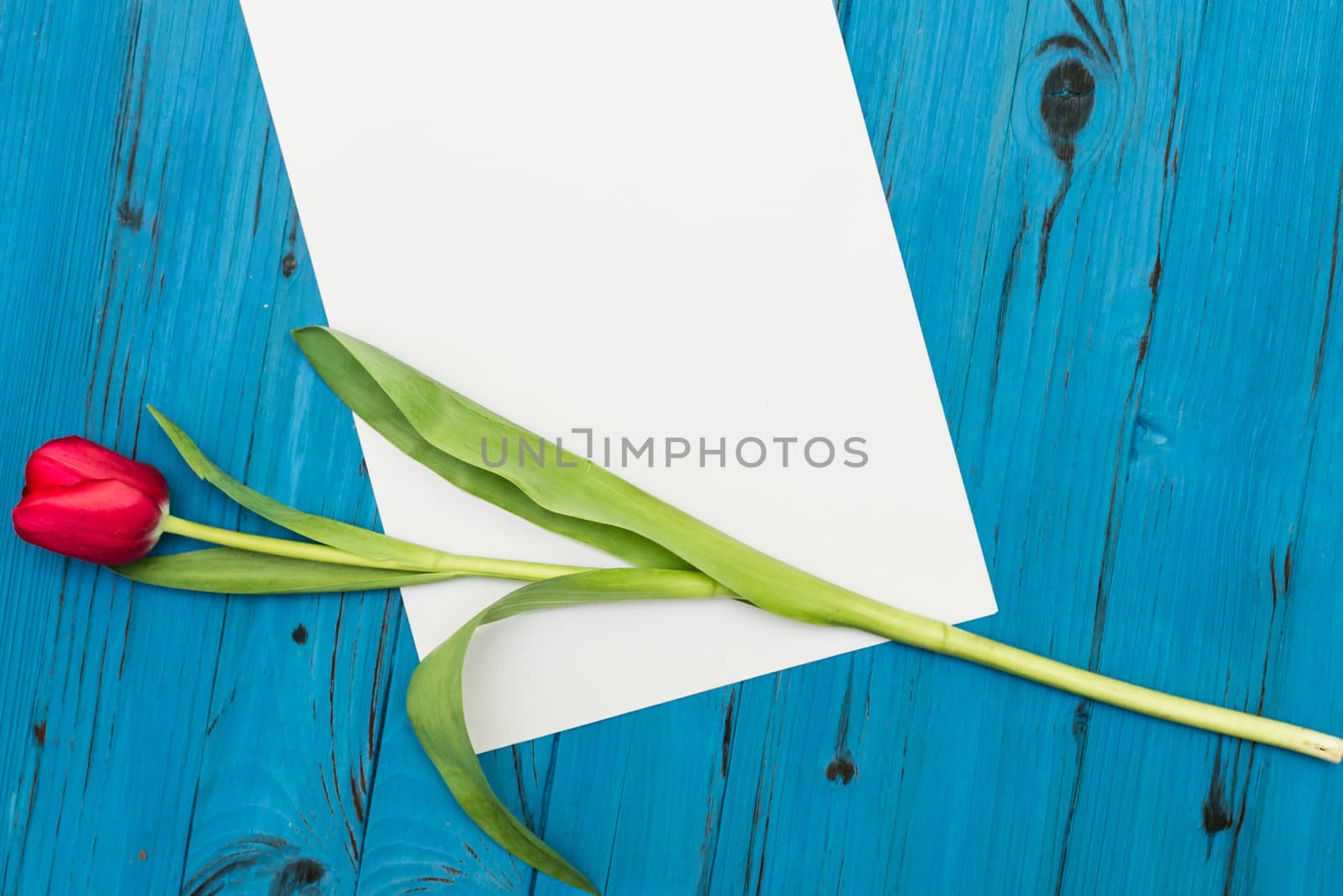 one red tulip and sheet of paper for your greetings on the background of blue wooden board