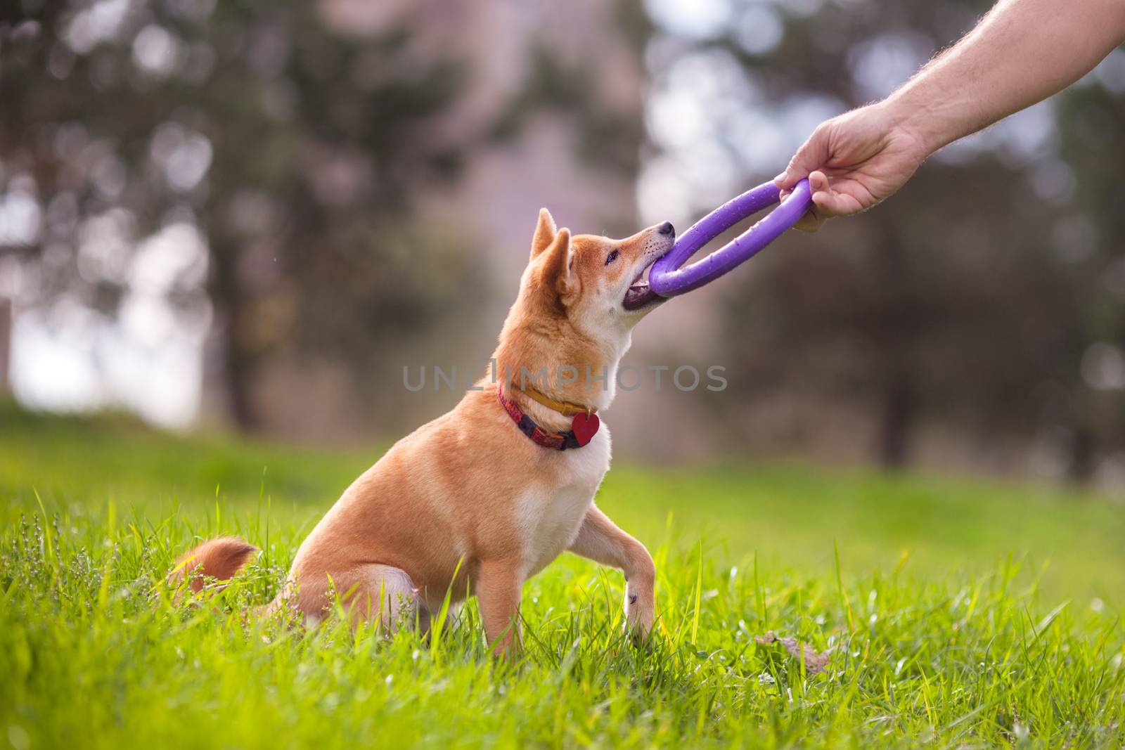 A young shiba inu playing in the park