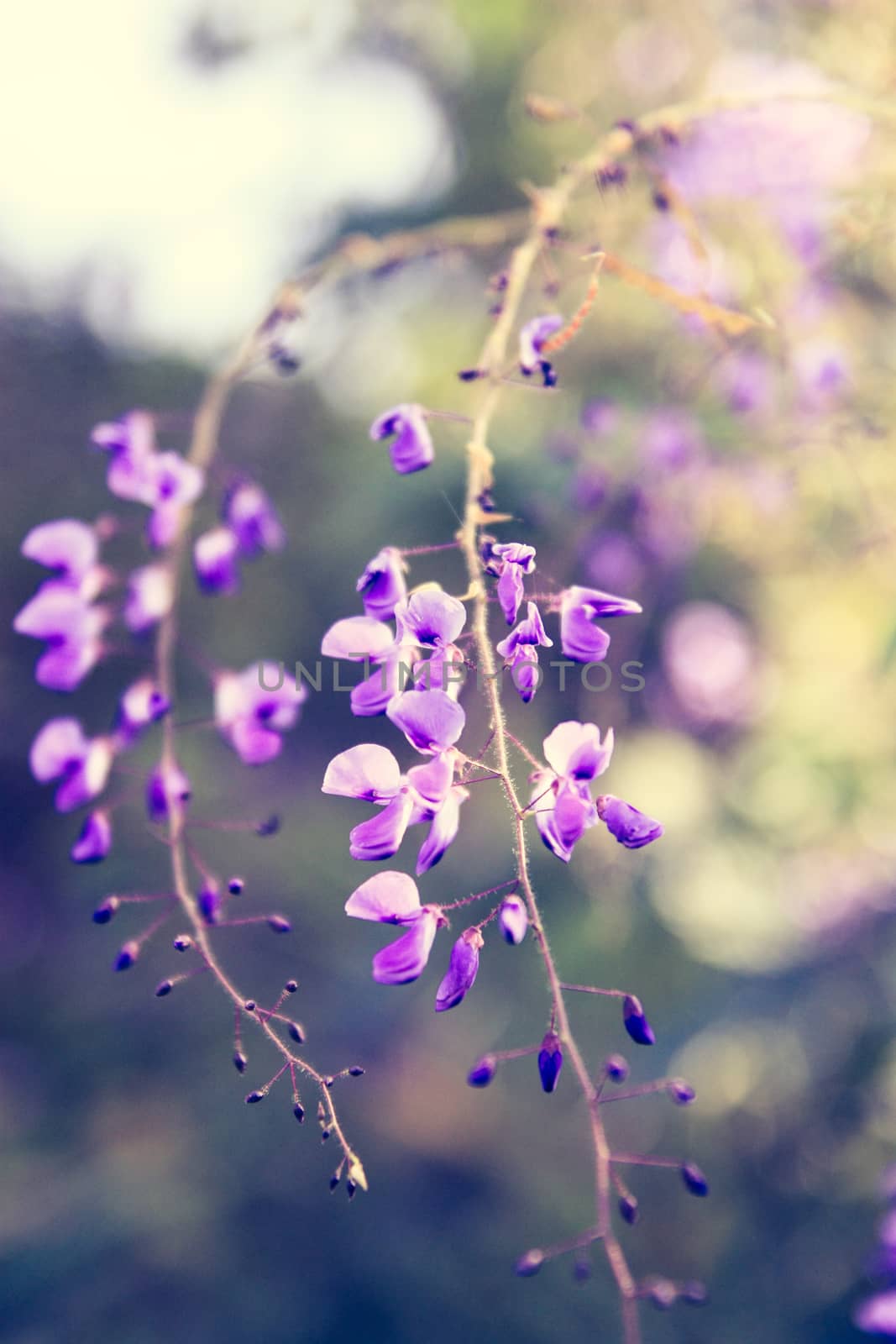 Nature view of purple flowers blooming in garden under sunlight