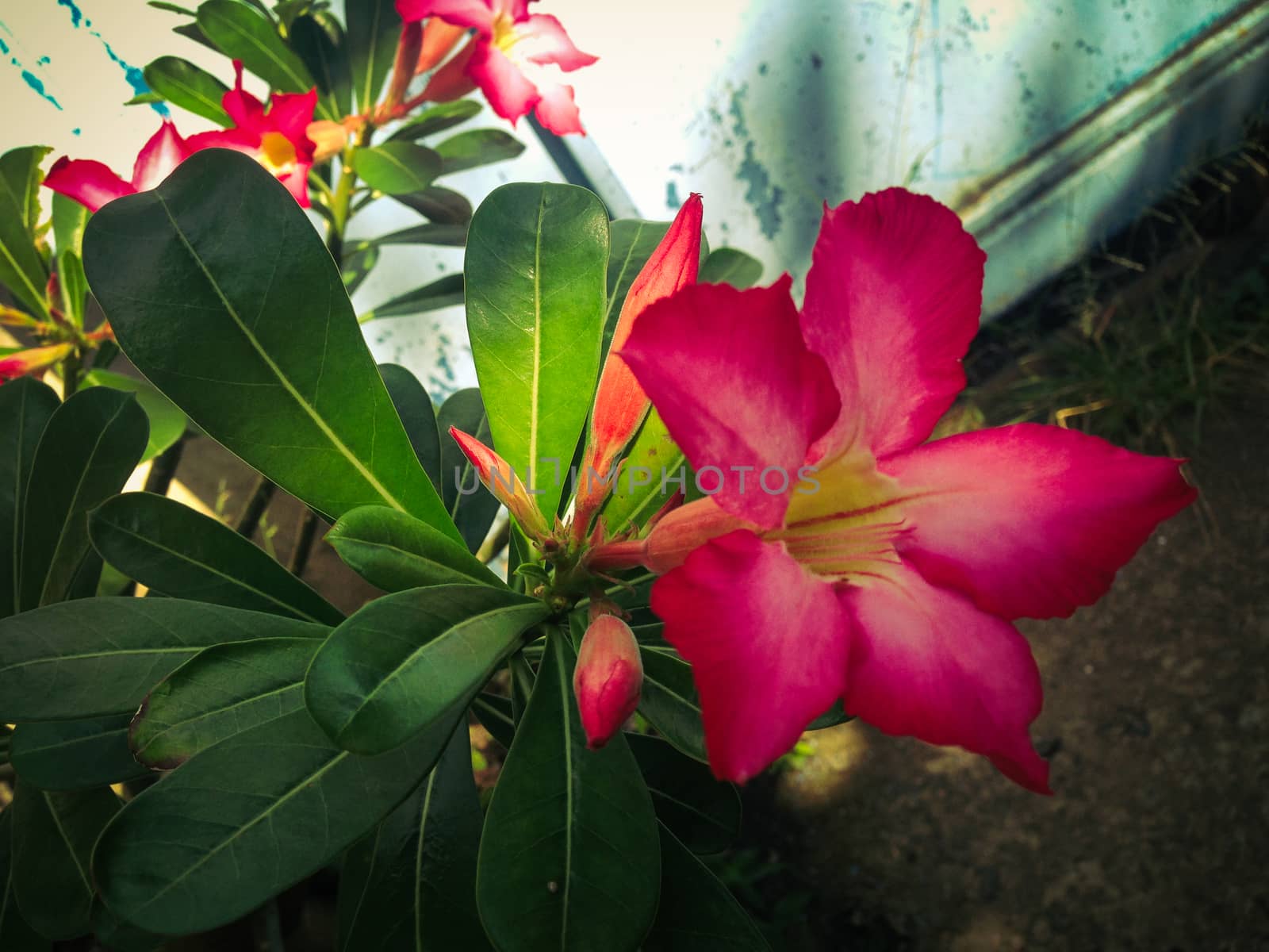 Nature view of pink flowers blooming in garden under sunlight