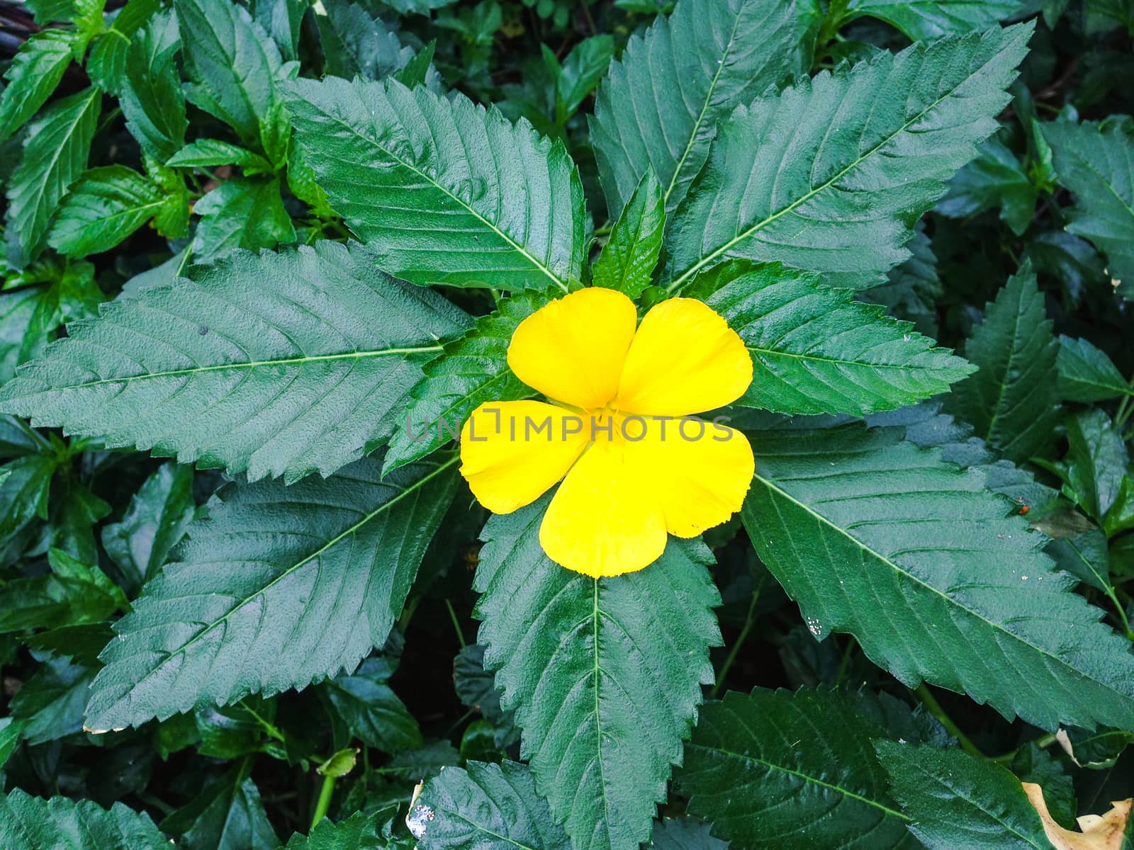 Nature view of yellow flowers blooming in garden under sunlight