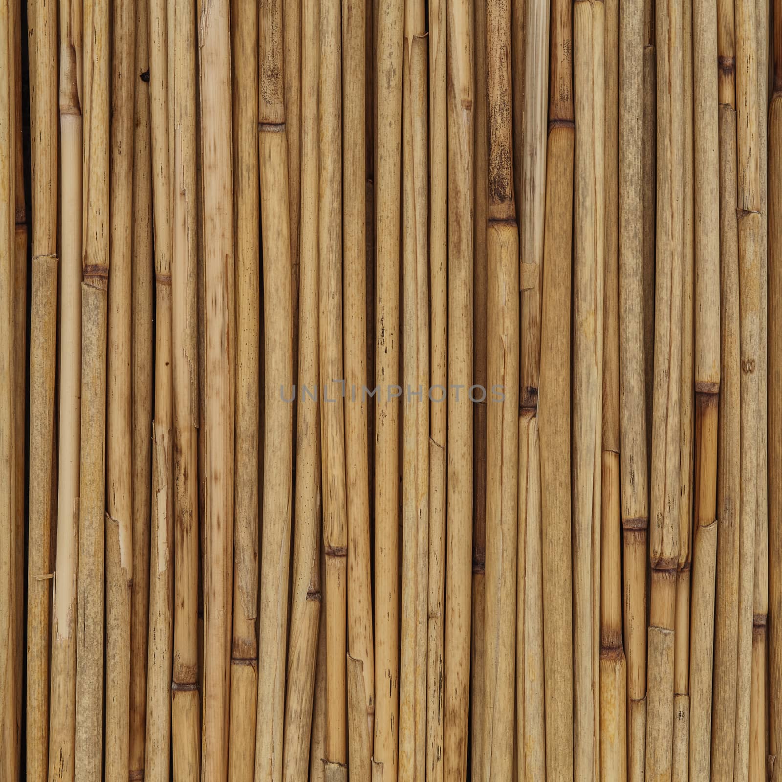 Natural Texture of reeds or bamboo for background
