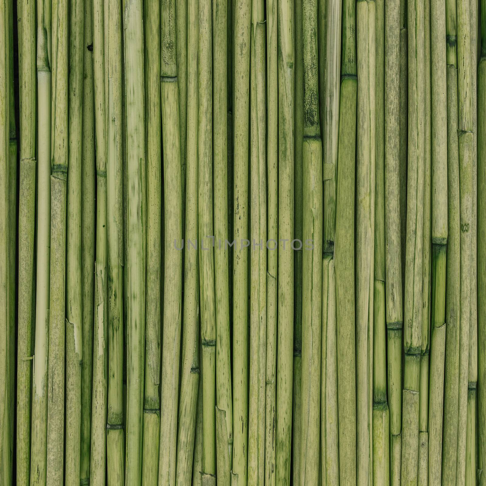 Green Texture of reeds or bamboo for background