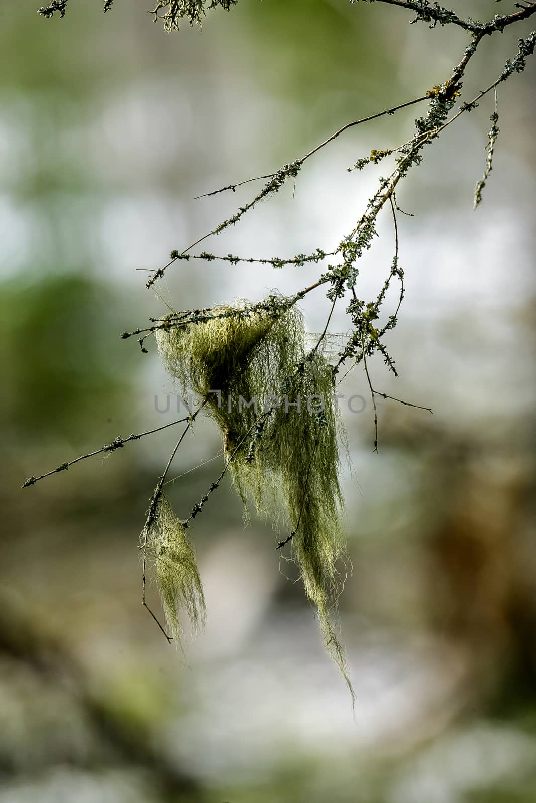 Green bunch of moss on a branch in a Winter forest