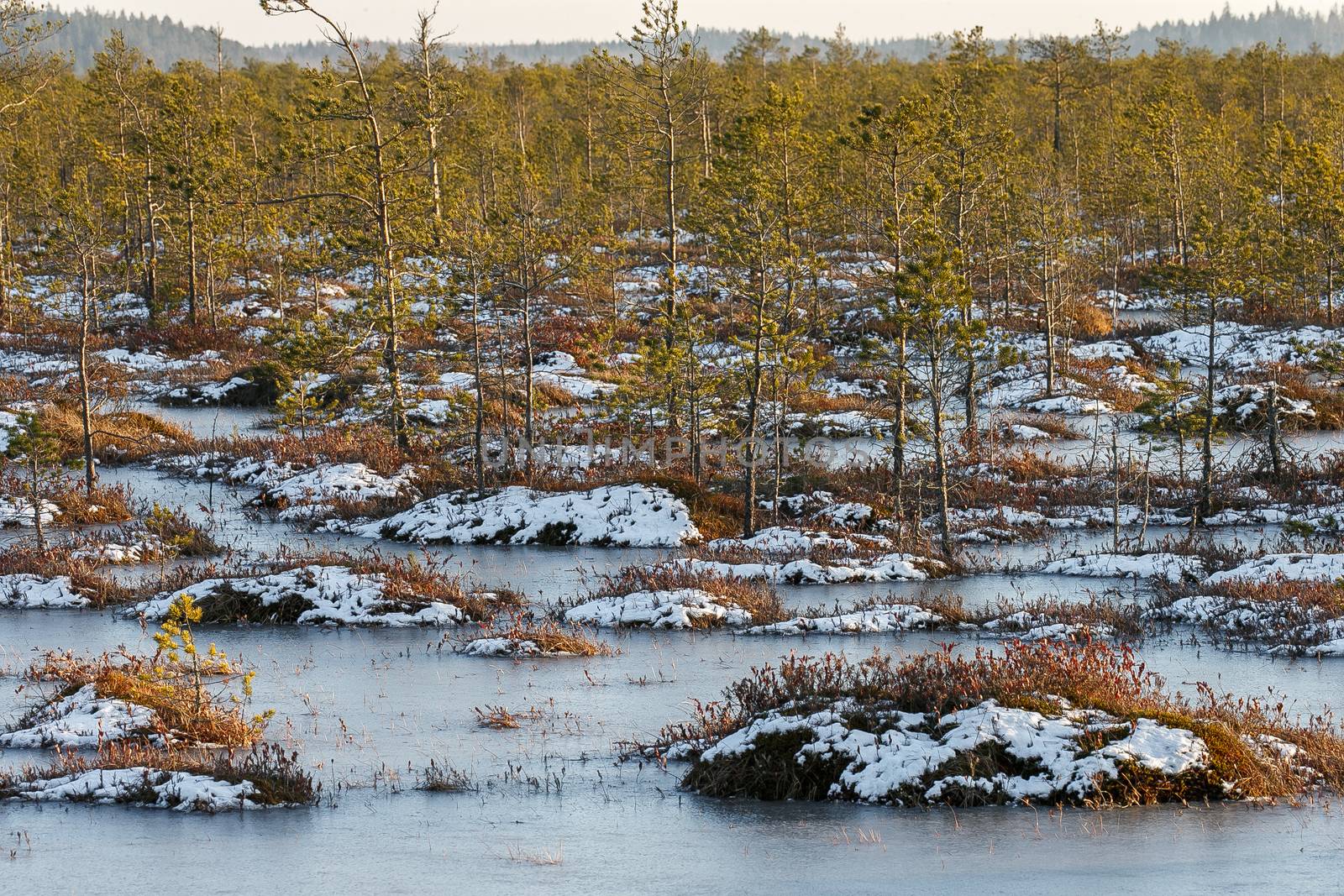 Orange grass on a swamp in winter by Multipedia