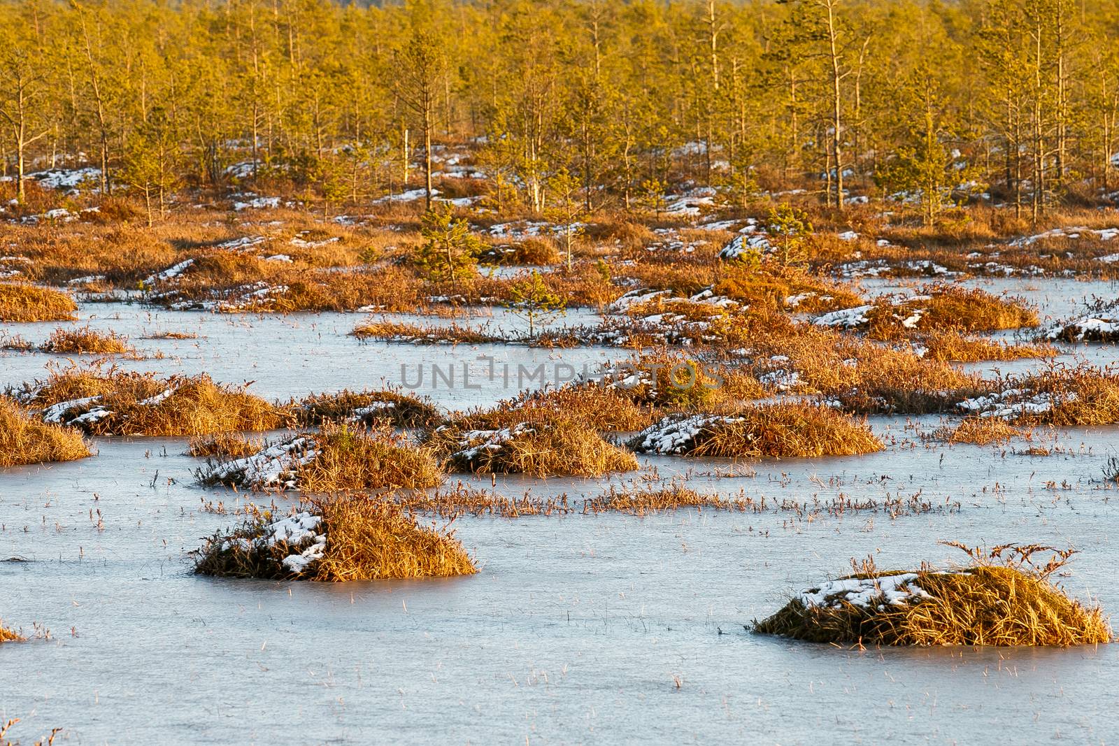 Orange grass on a swamp in winter by Multipedia