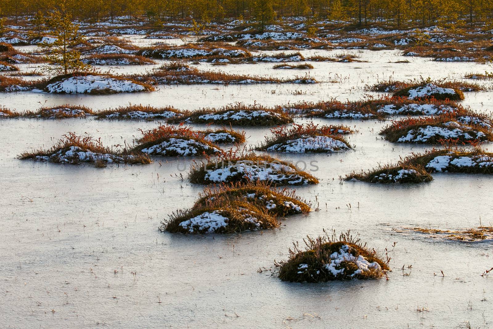 Orange grass on a swamp in winter by Multipedia