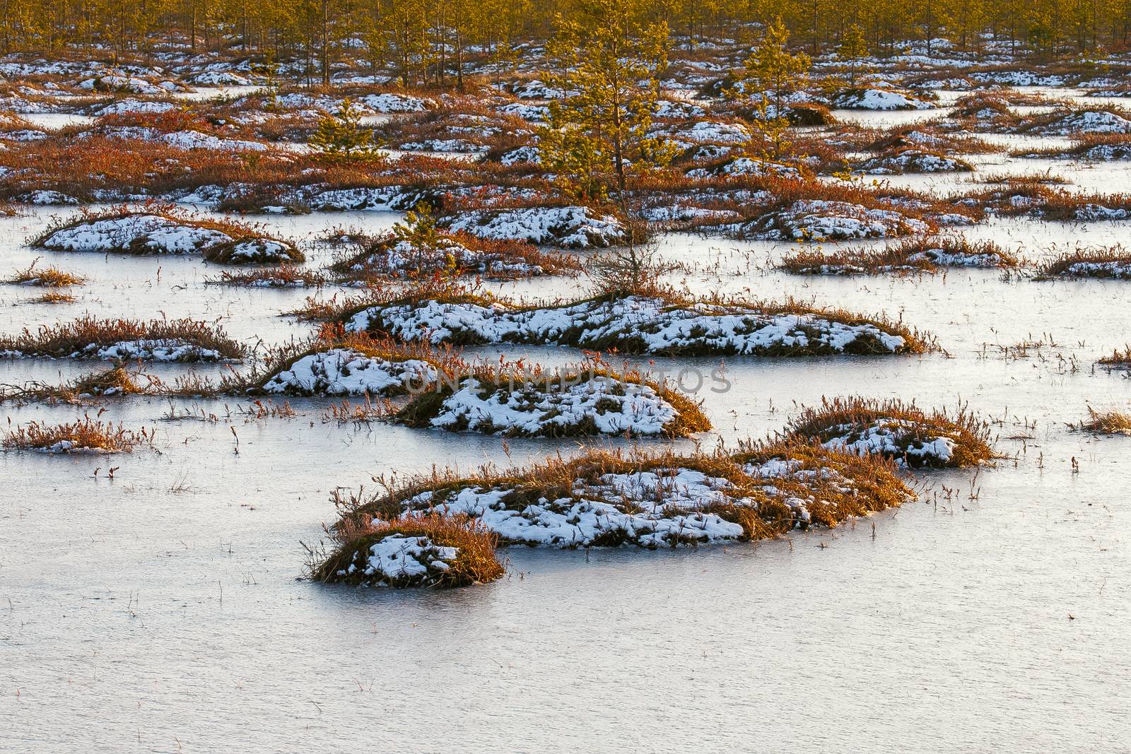 Orange swamp grass out of water in a winter time in Belarus