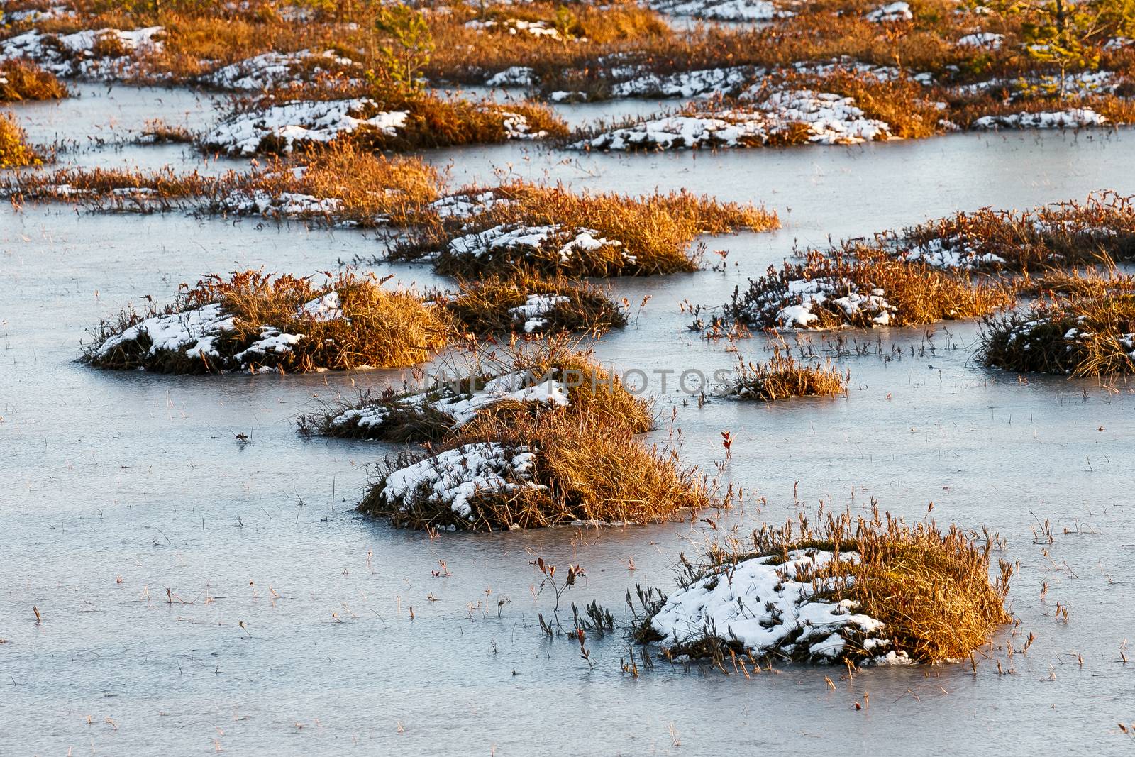 Orange grass on a swamp in winter by Multipedia