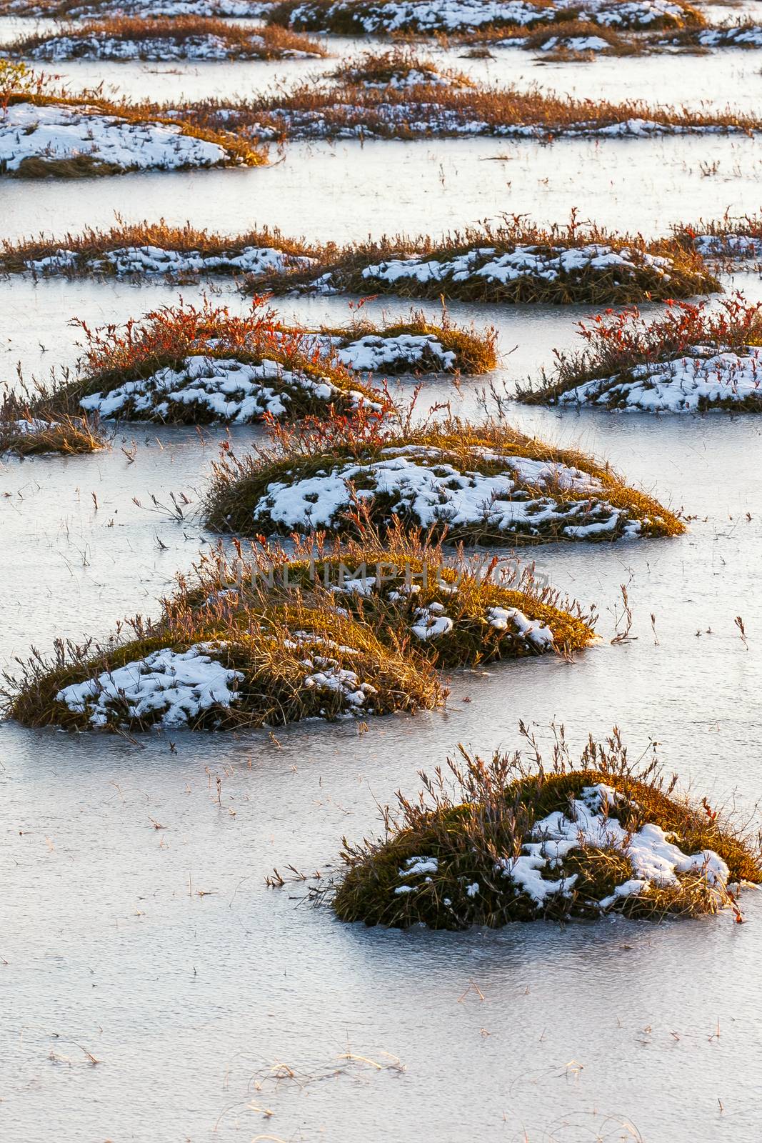 Orange grass on a swamp in winter by Multipedia