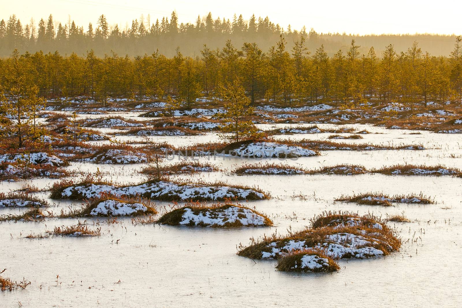 Orange grass on a swamp in winter by Multipedia