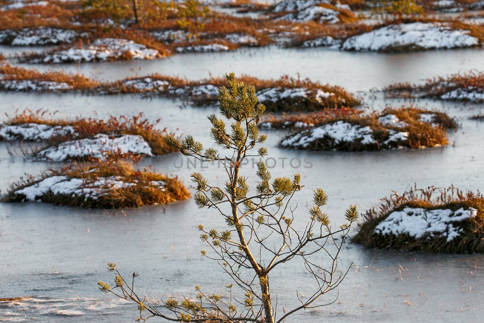 Orange swamp grass out of water in a winter time in Belarus