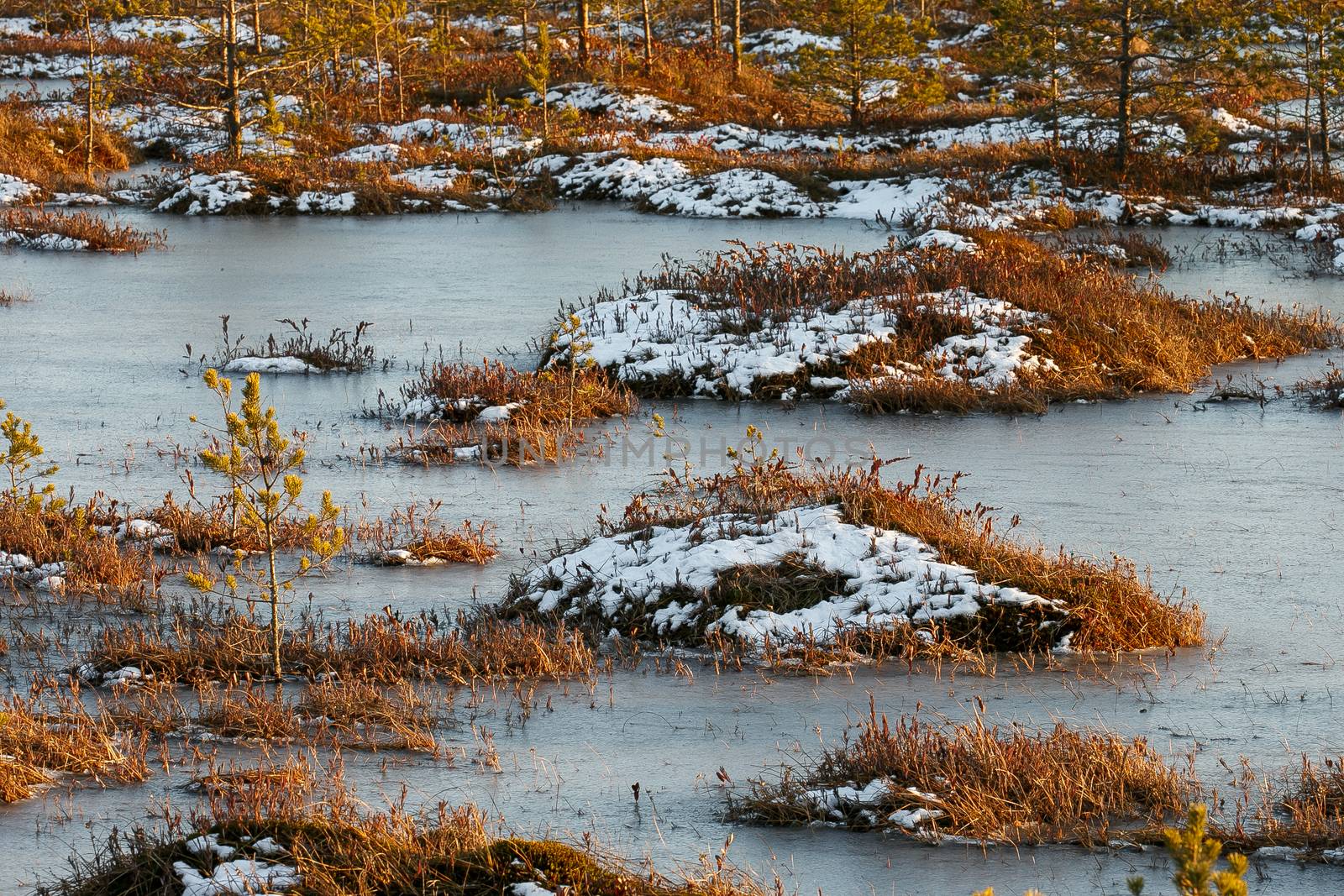 Orange grass on a swamp in winter by Multipedia