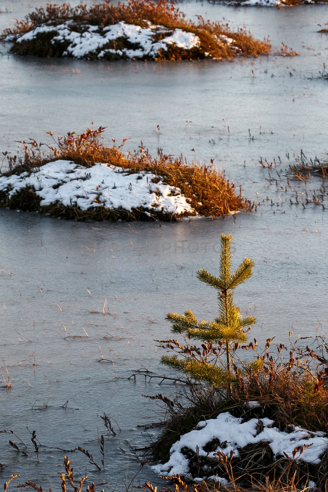 Small pine trees and orange swamp grass out of water in a winter time in Belarus