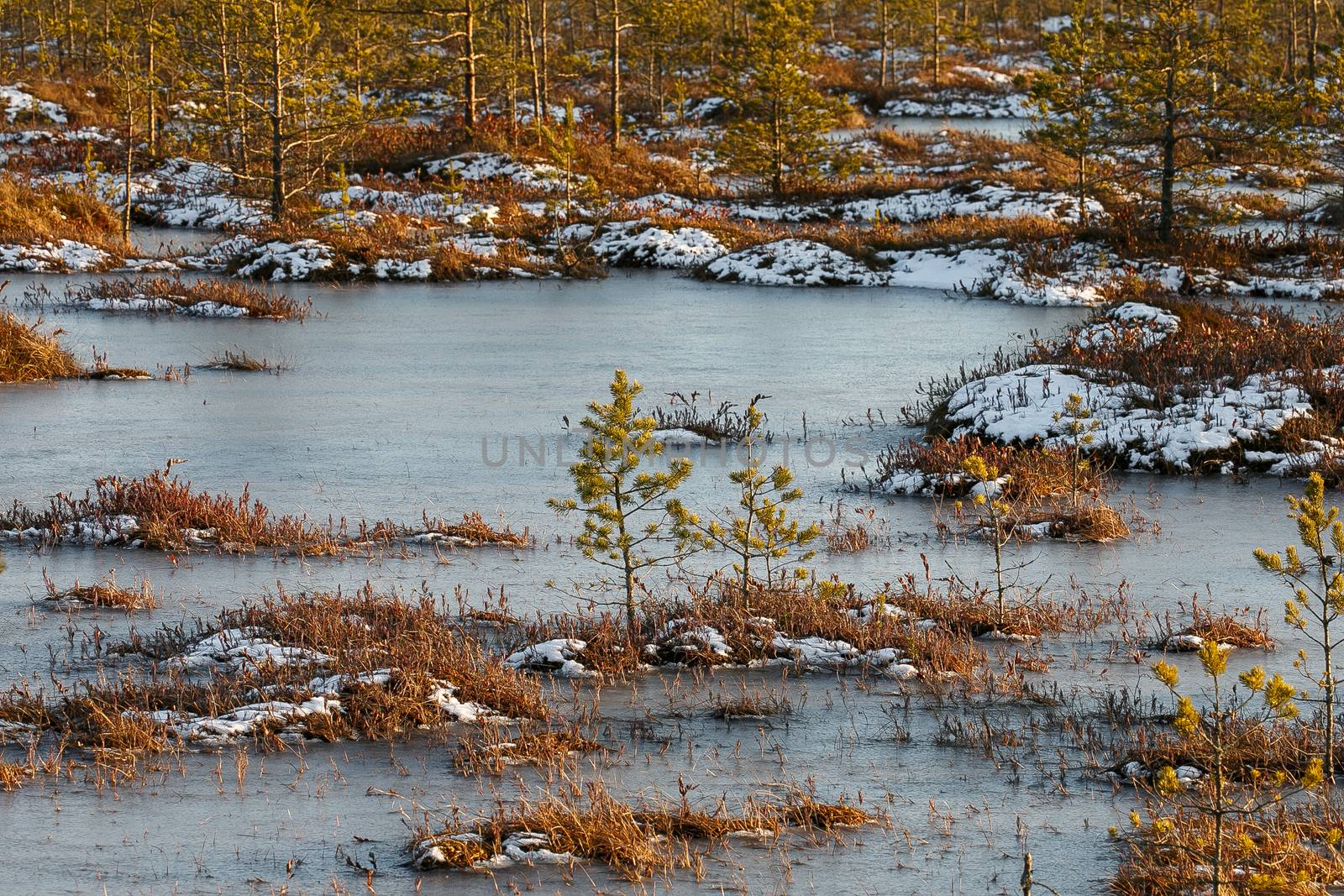 Small pine trees and orange swamp grass out of water in a winter time in Belarus