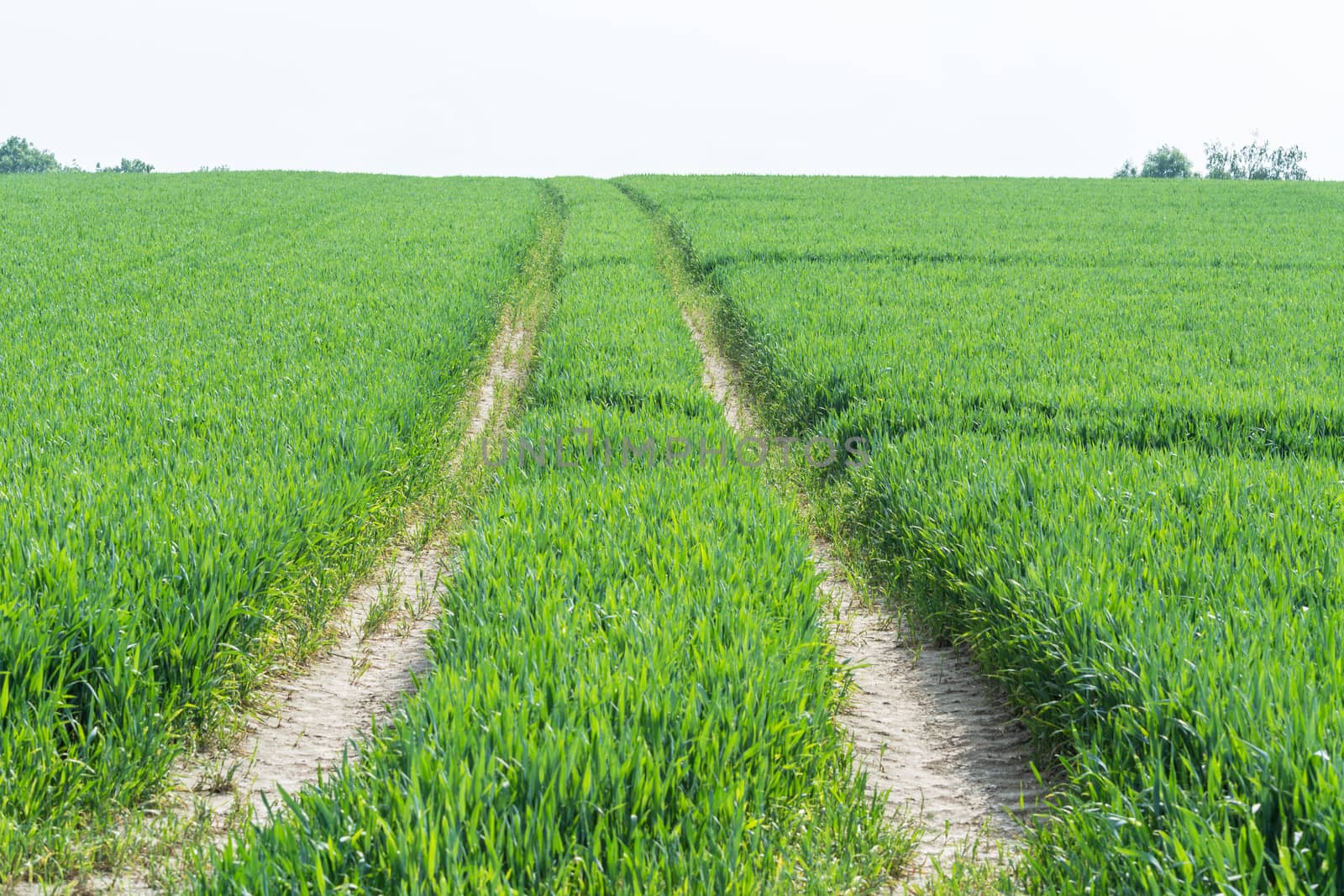  Tractor tracks through a green agricultural field