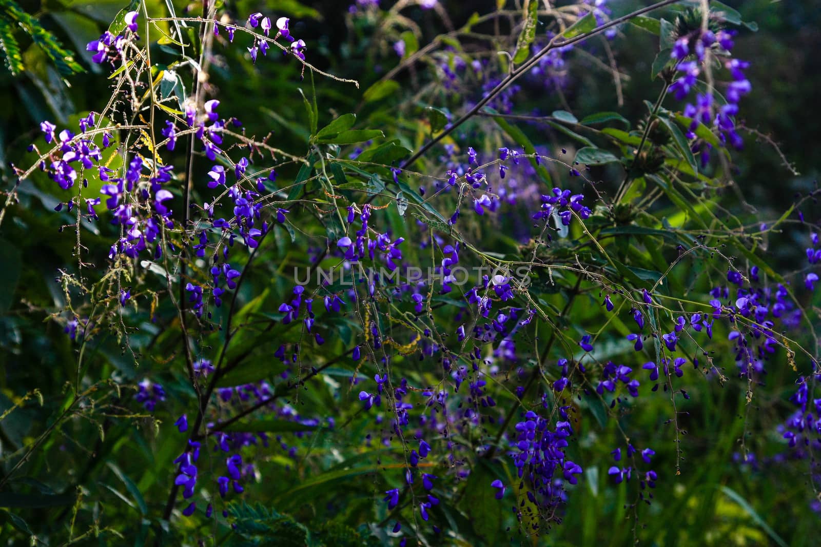 Nature view of purple flowers blooming in garden under sunlight