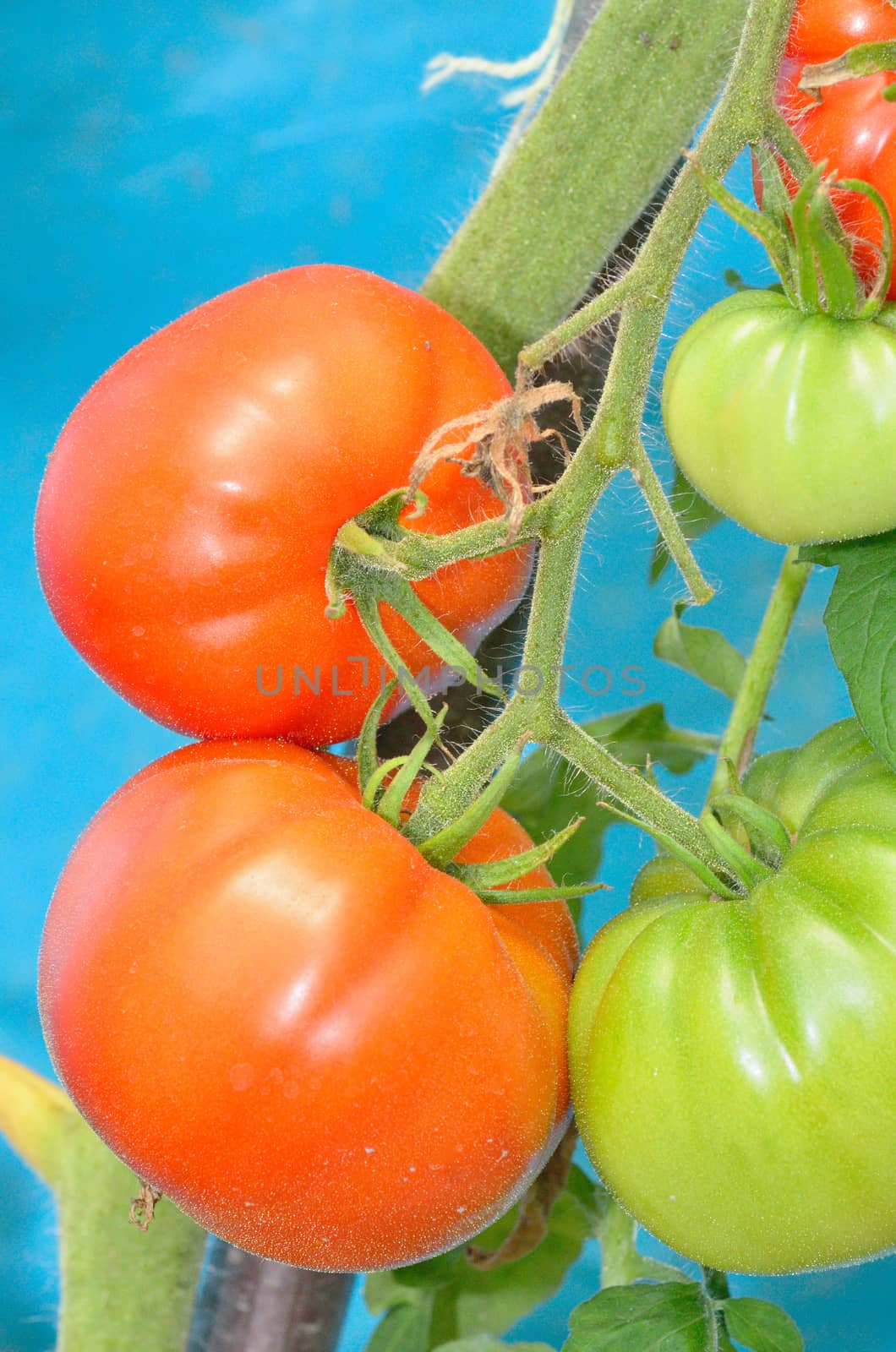 Ripe red and unripe tomatoes shoot in garden