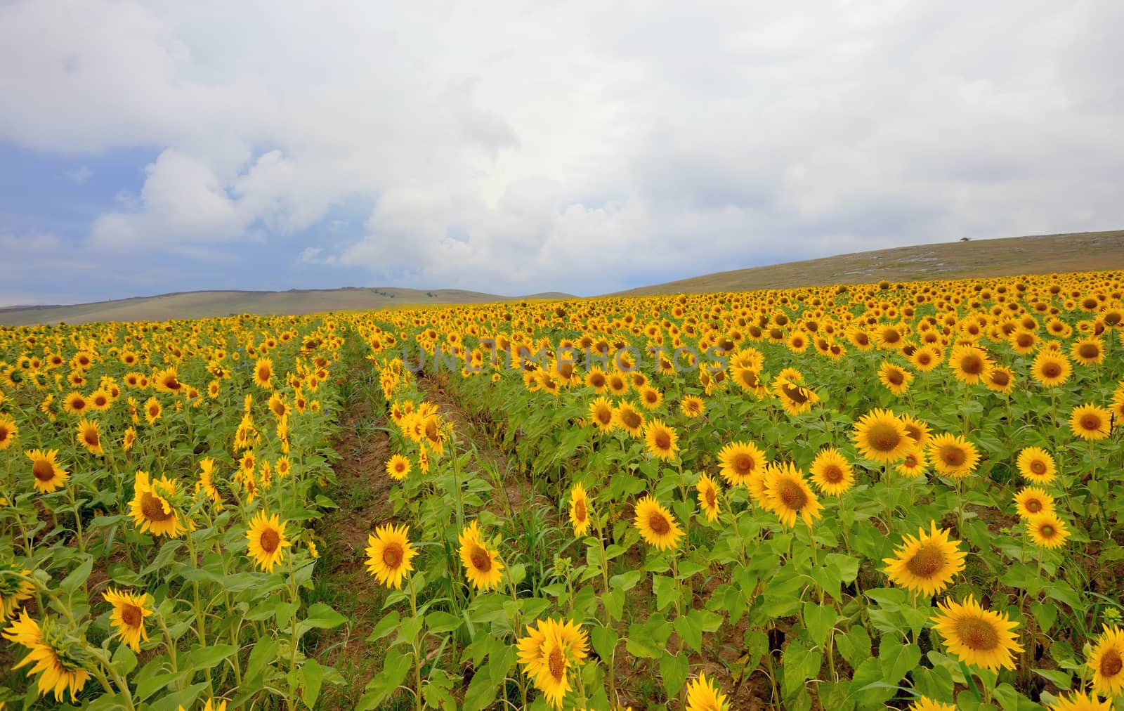 Sunflower in a wheat field by jordachelr