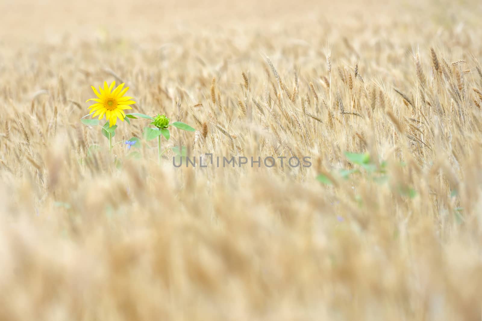 Isolated Sunflower in a wheat field