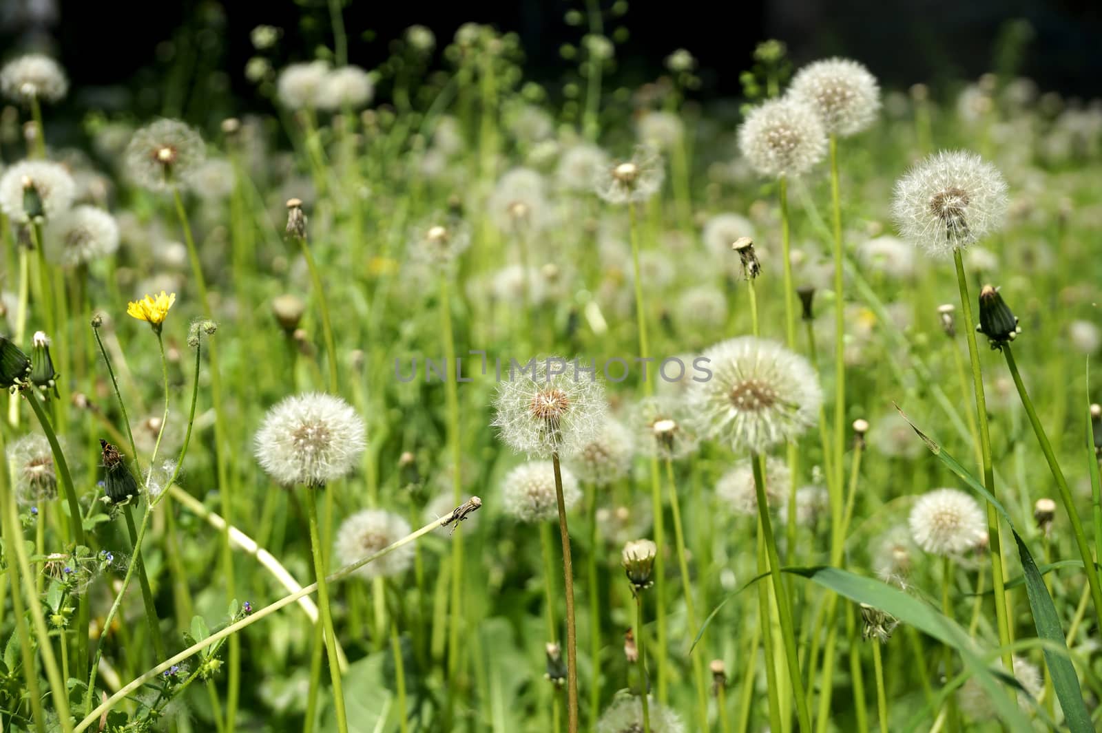 Mature dandelions on a lawn in the city yard in May                               