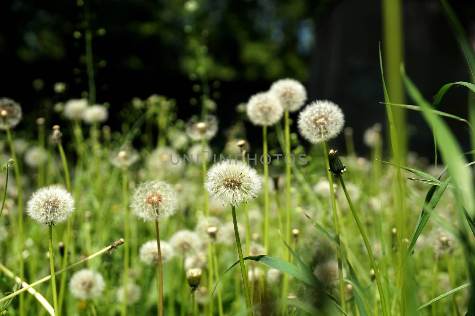 Mature dandelions on a lawn in the city yard in May