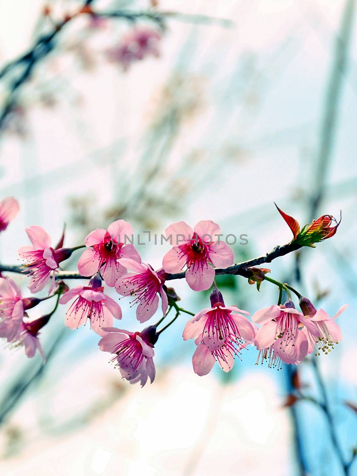 Close Up Beautiful Wild Himalayan Cherry blossom by aonip