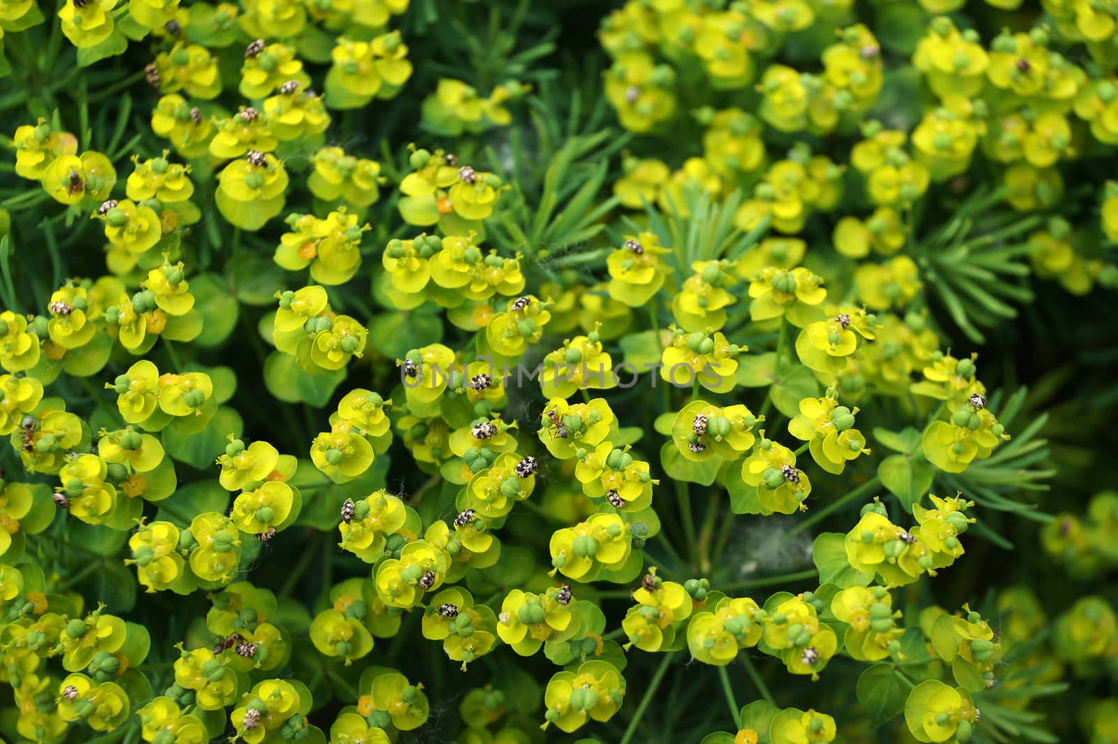 Ornamental plant Kalinichenko's Euphorbia in the yard of a house by Vadimdem