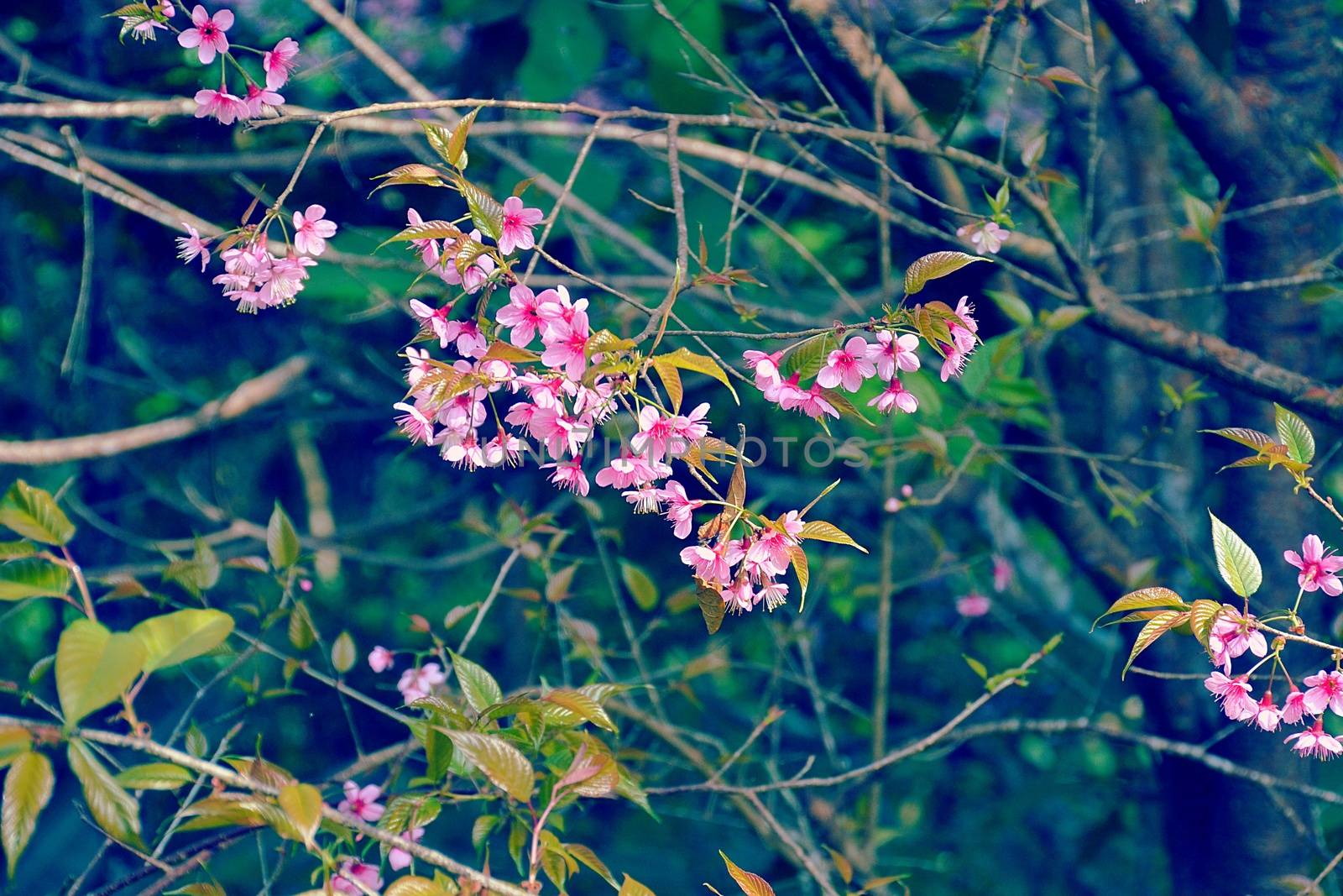 Close Up Beautiful Wild Himalayan Cherry blossom by aonip