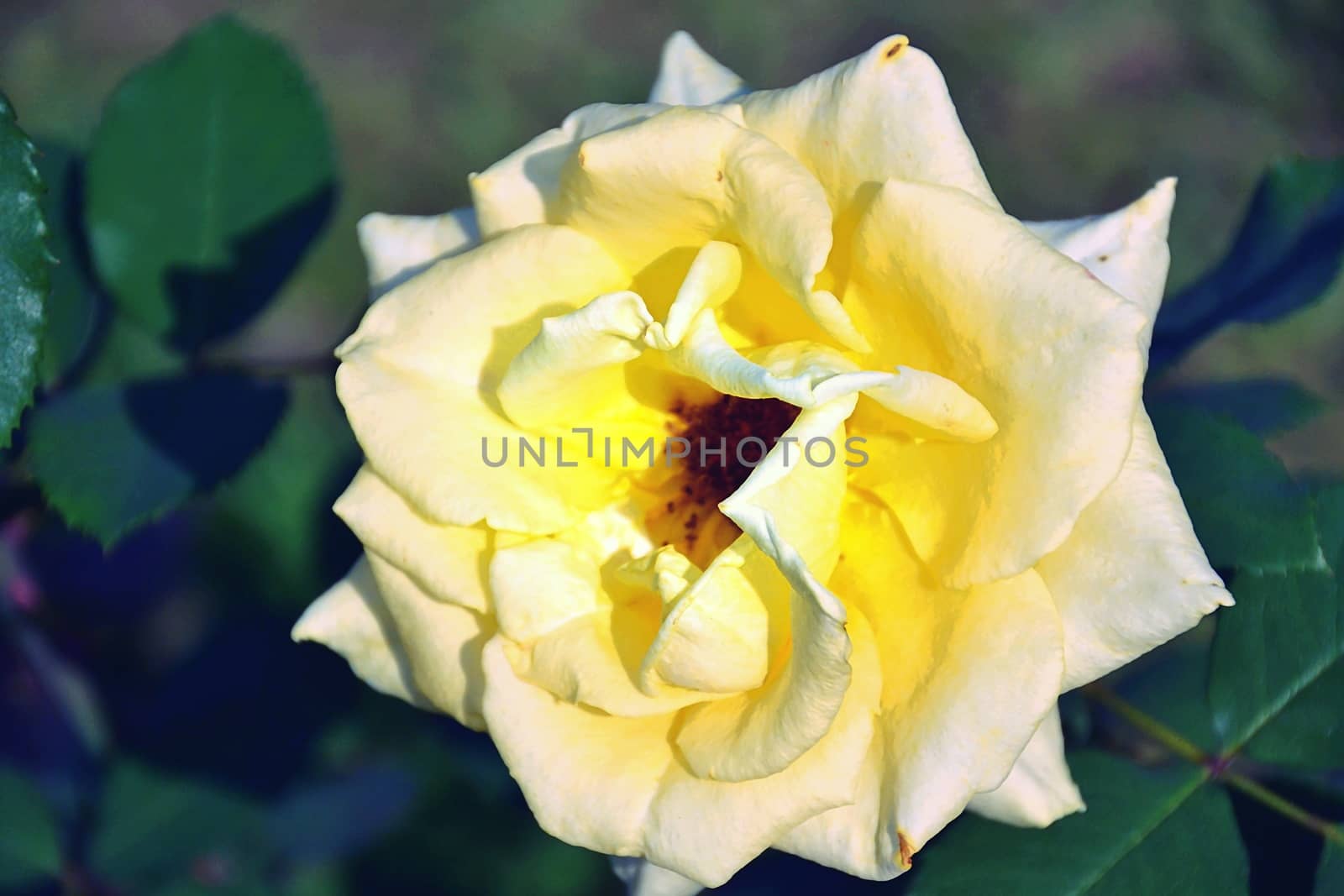 Close Up Yellow Rose Flower in the Garden by aonip