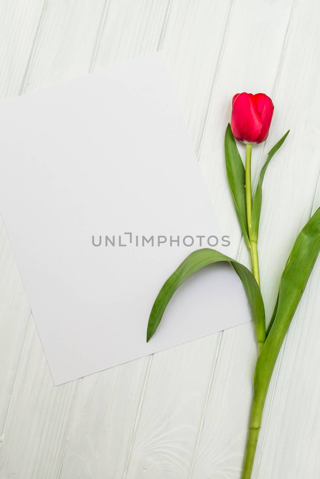 one red tulip and sheet of paper for your greetings on the background of white wooden board