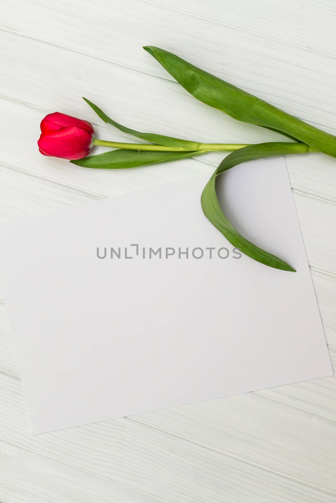one red tulip and sheet of paper for your greetings on the background of white wooden board