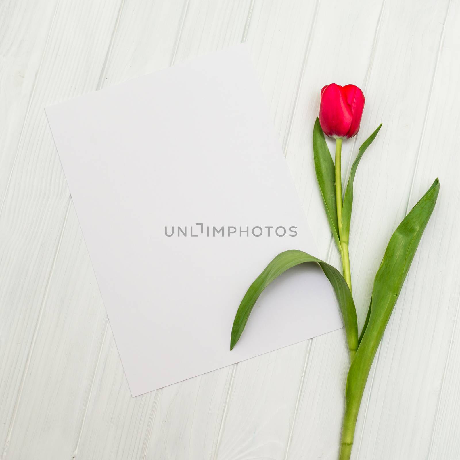 red tulip on a white wooden board by okskukuruza