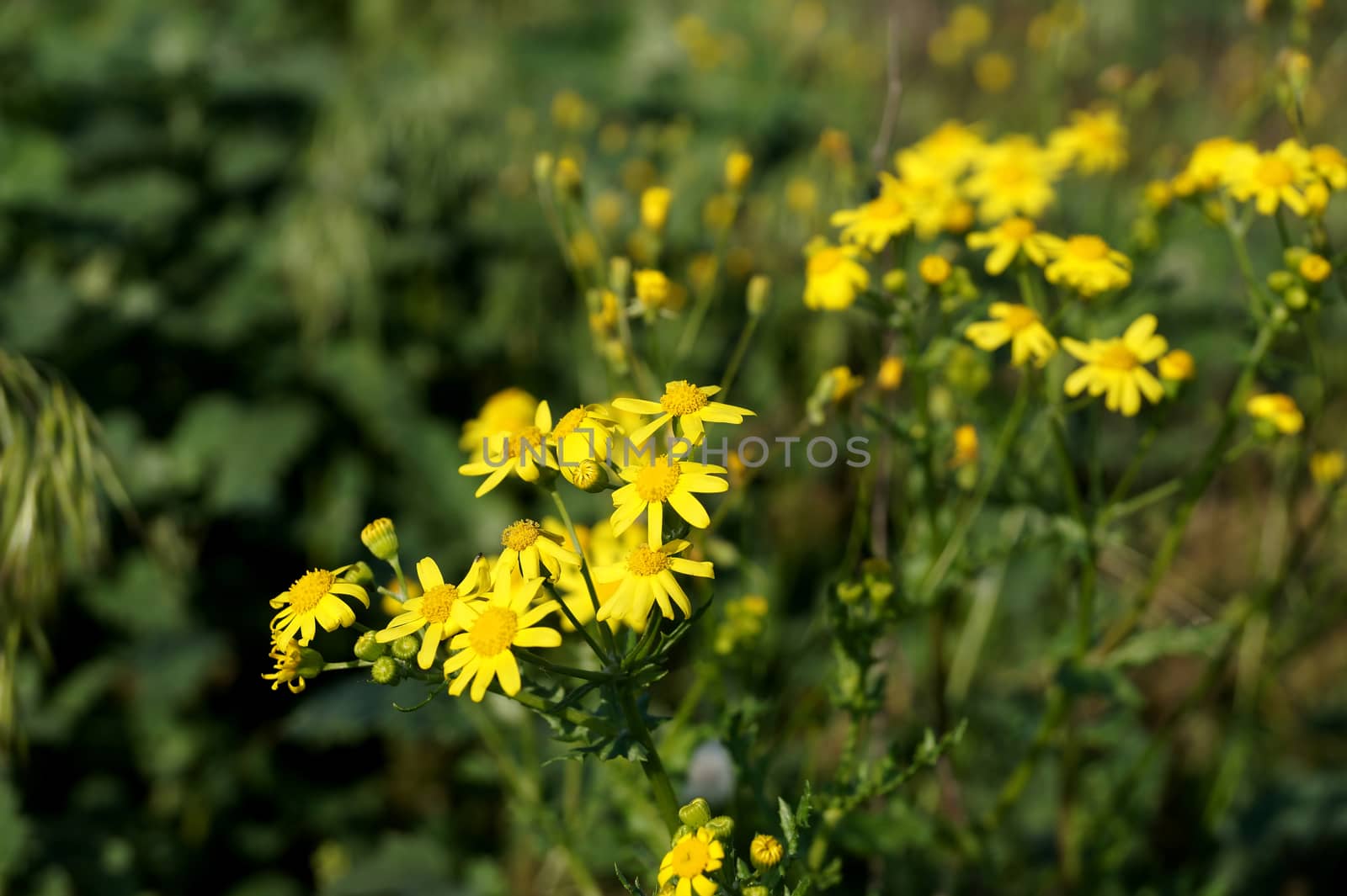 Yellow meadow flowers in the field in the territory of the city                               