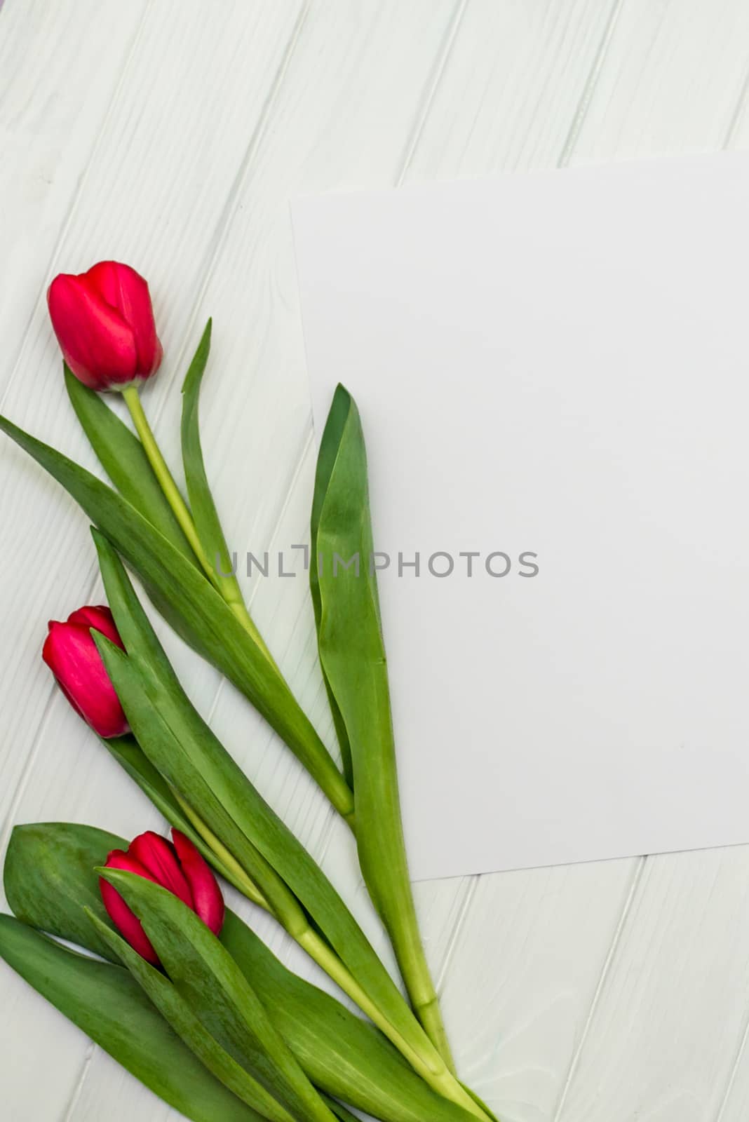red tulips and sheet of paper for your greetings on the background of white wooden board