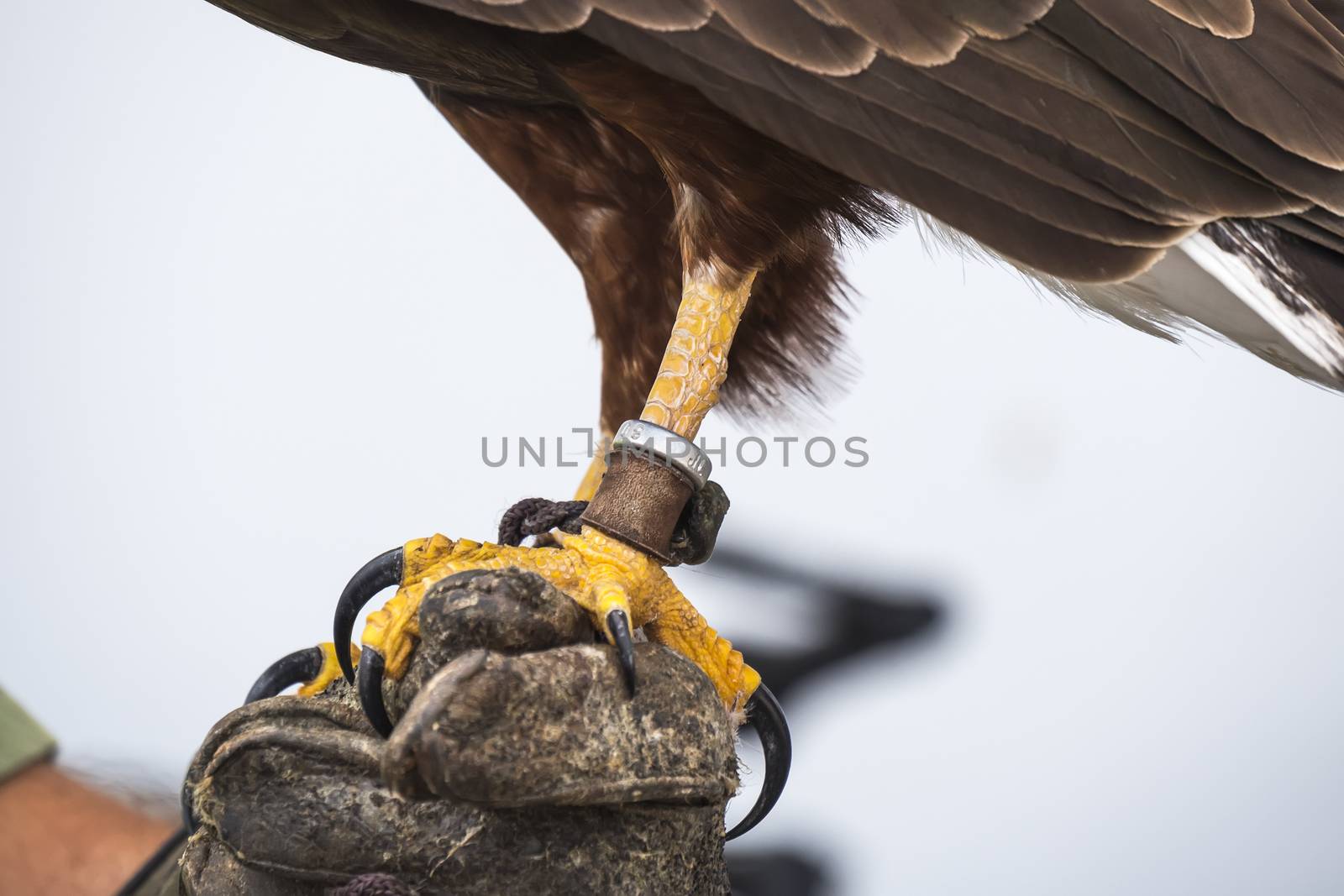 Eagle is a common name for many large birds of prey of the family Accipitridae.