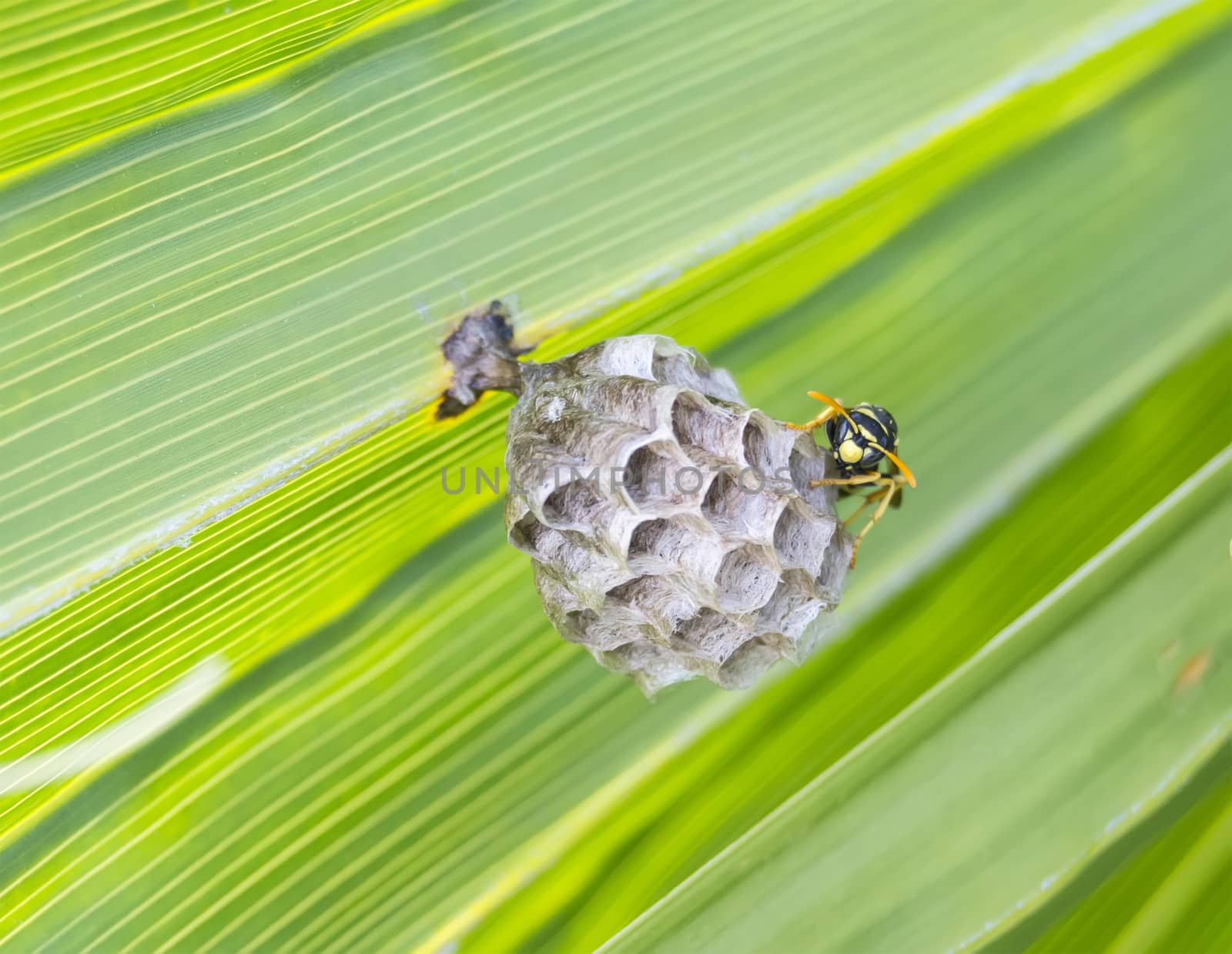 Wasp building a nest in a palm leaf