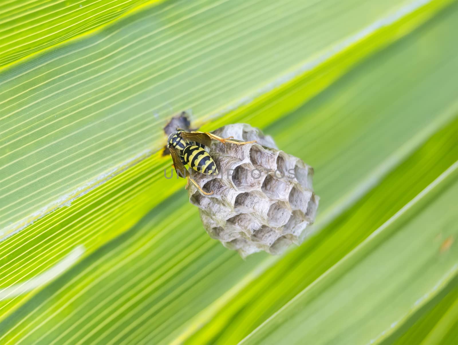 Wasp building a nest in a palm leaf