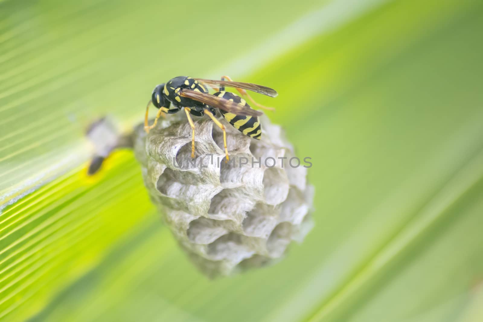 Wasp building a nest in a palm leaf