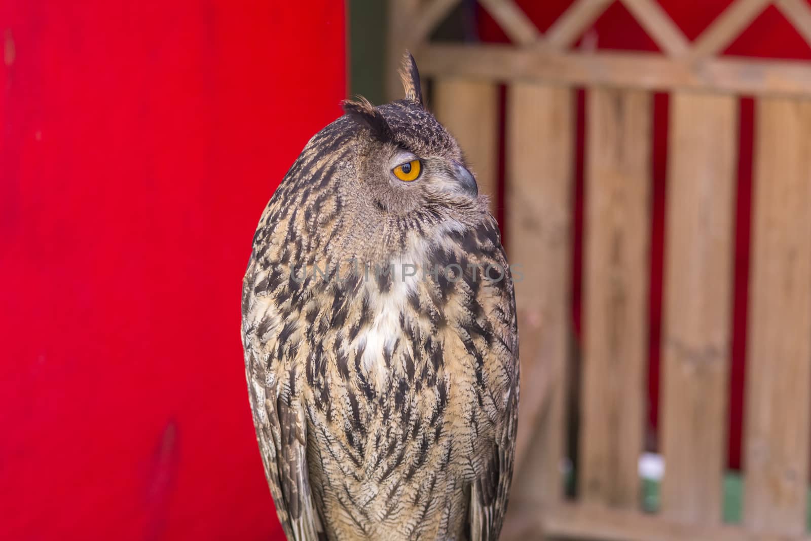 The Eurasian eagle-owl (Bubo bubo), species of eagle-owl resident in much of Eurasia