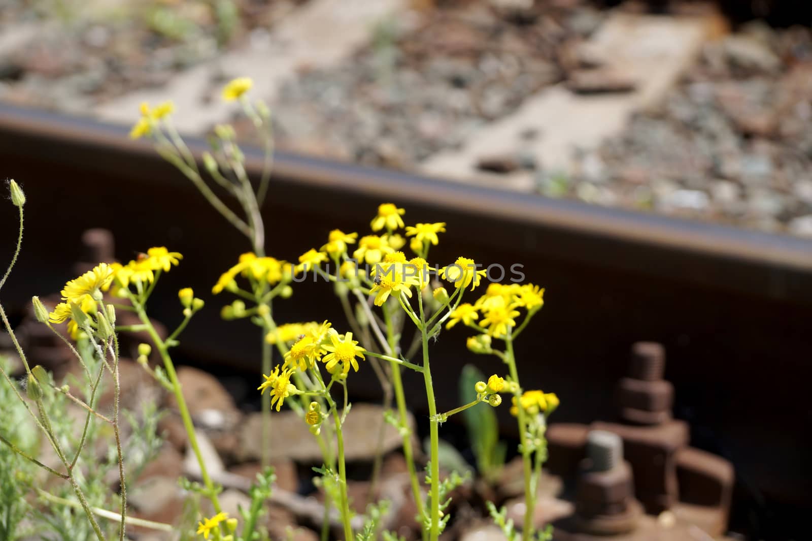 Yellow spring flowers on the railroad in the territory of the city                               