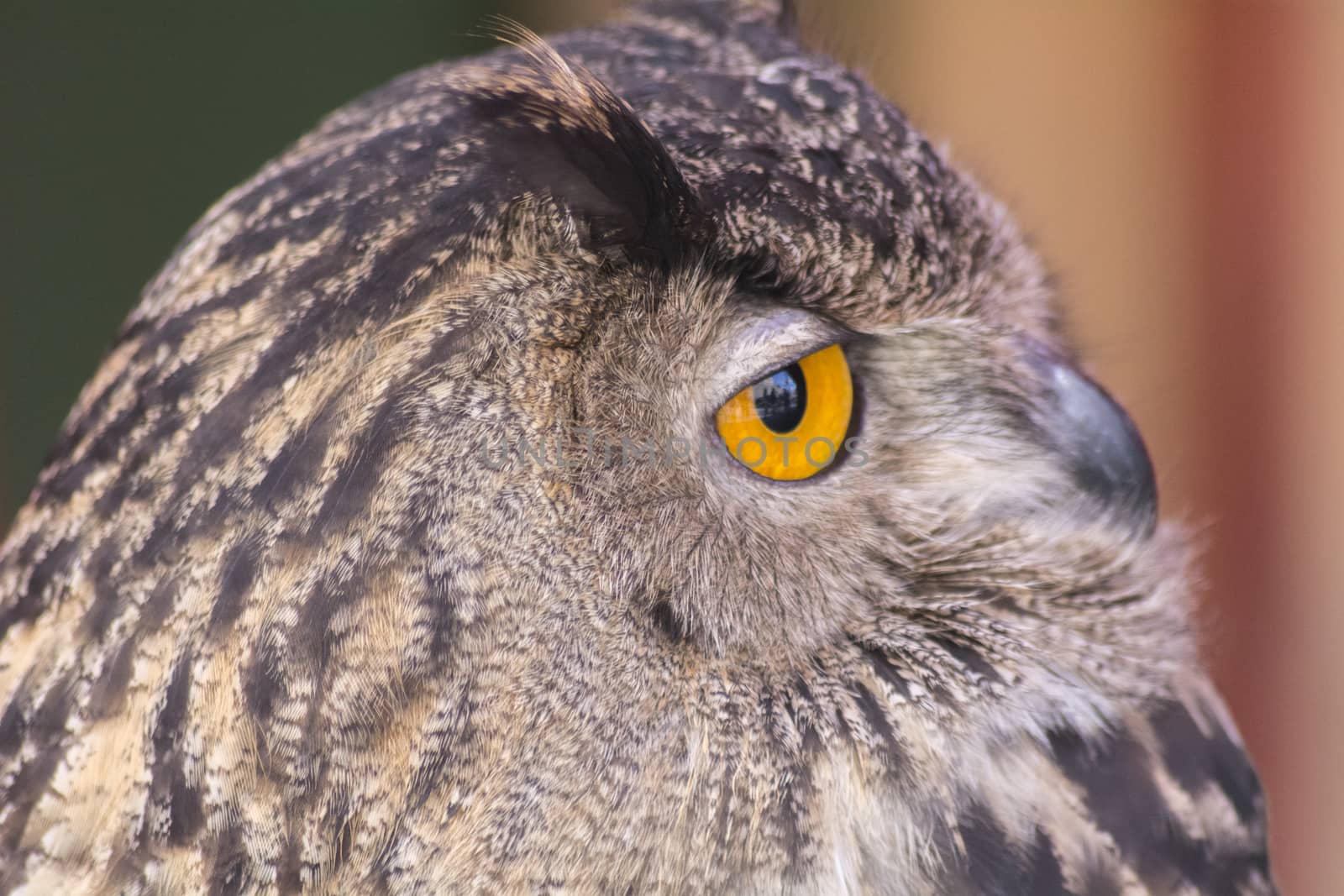 The Eurasian eagle-owl (Bubo bubo), species of eagle-owl resident in much of Eurasia