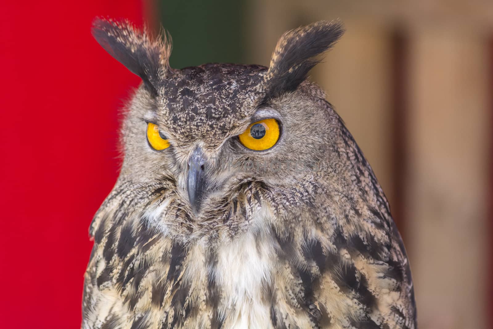The Eurasian eagle-owl (Bubo bubo), species of eagle-owl resident in much of Eurasia