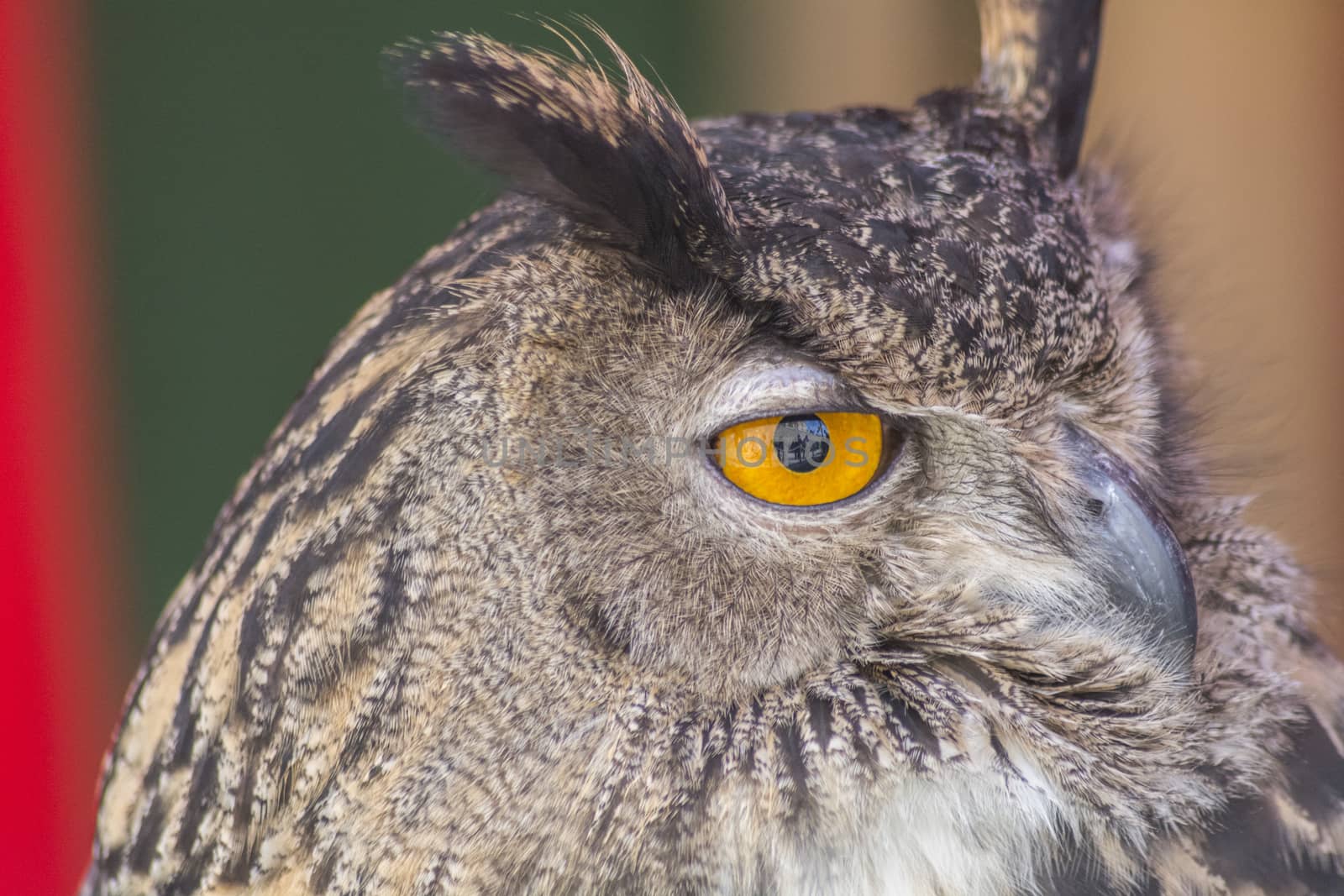 The Eurasian eagle-owl (Bubo bubo), species of eagle-owl resident in much of Eurasia