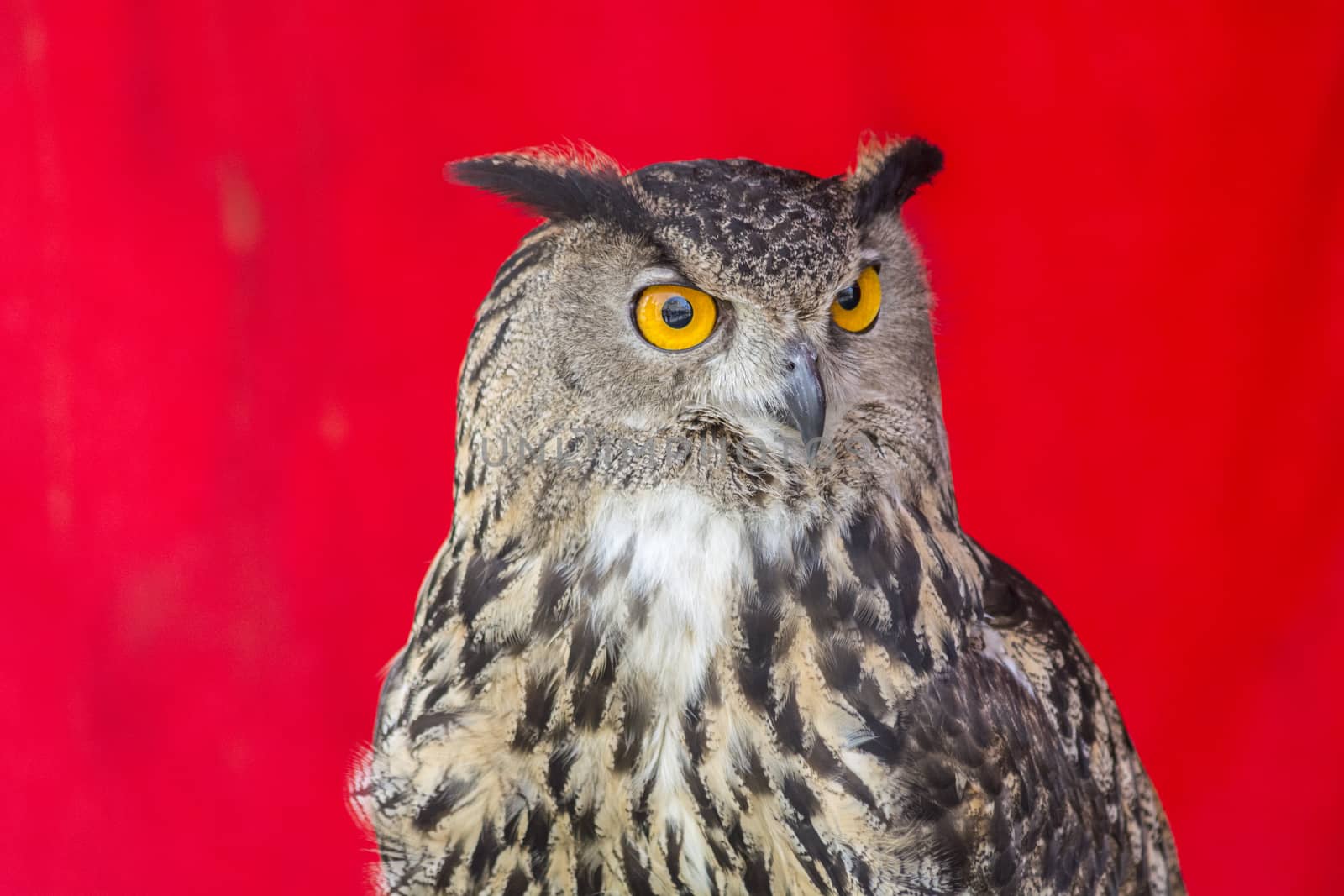 The Eurasian eagle-owl (Bubo bubo), species of eagle-owl resident in much of Eurasia