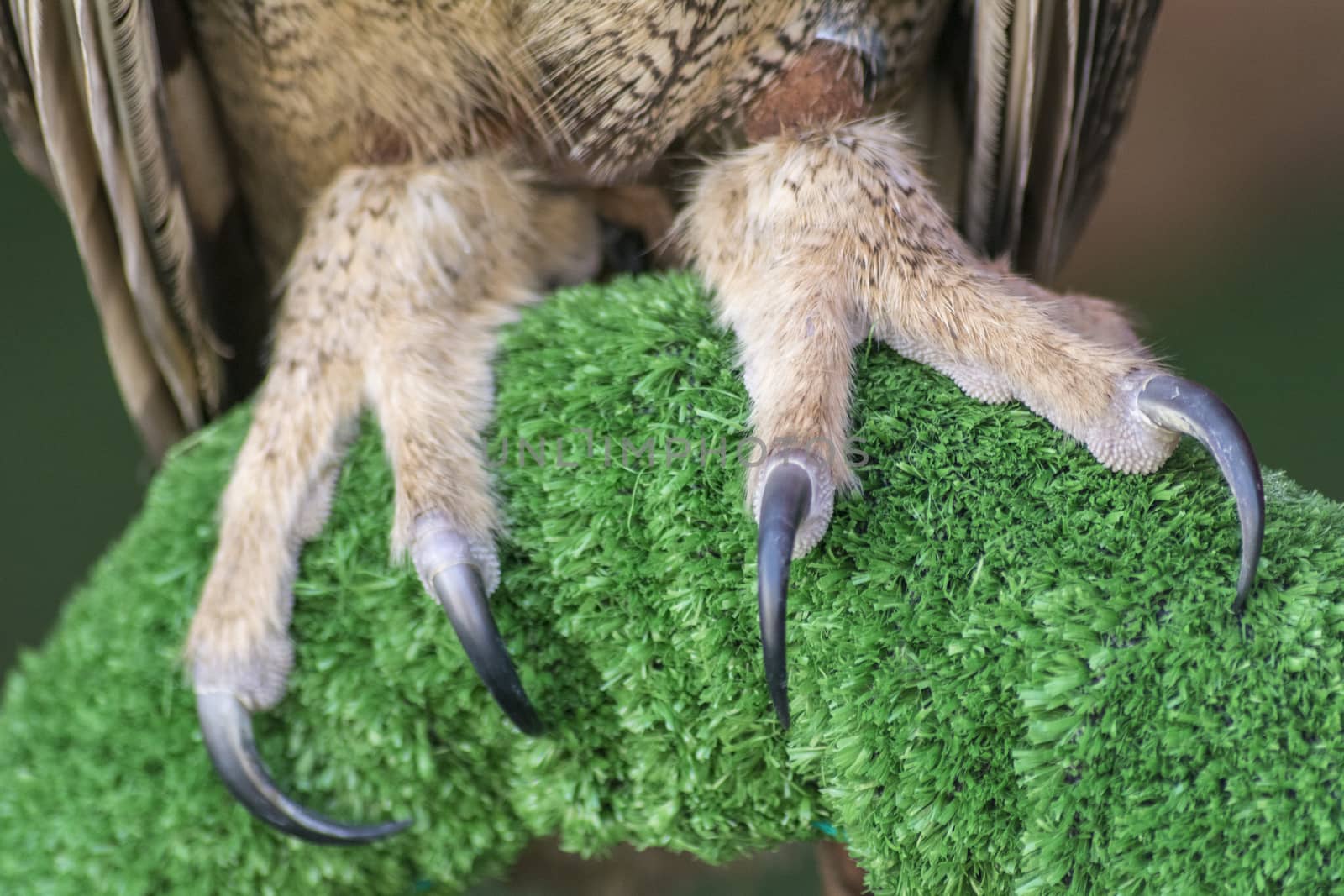 The Eurasian eagle-owl claws(Bubo bubo), species of eagle-owl resident in much of Eurasia